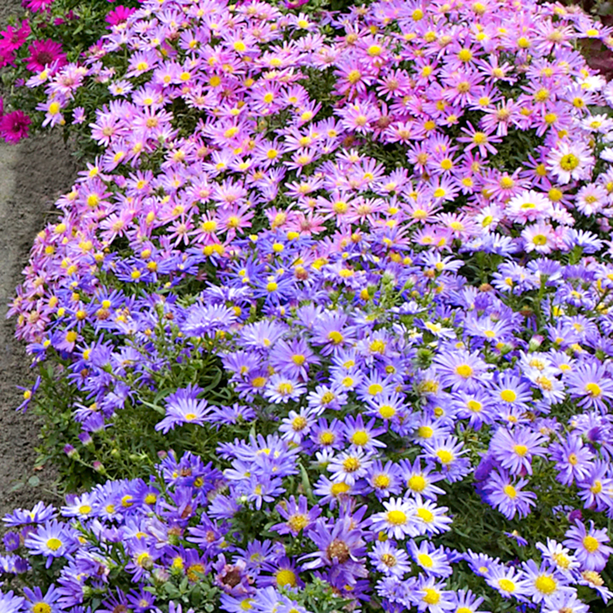 5x Aster dumosus violet-jaune - Plants à racines nues - Image 3