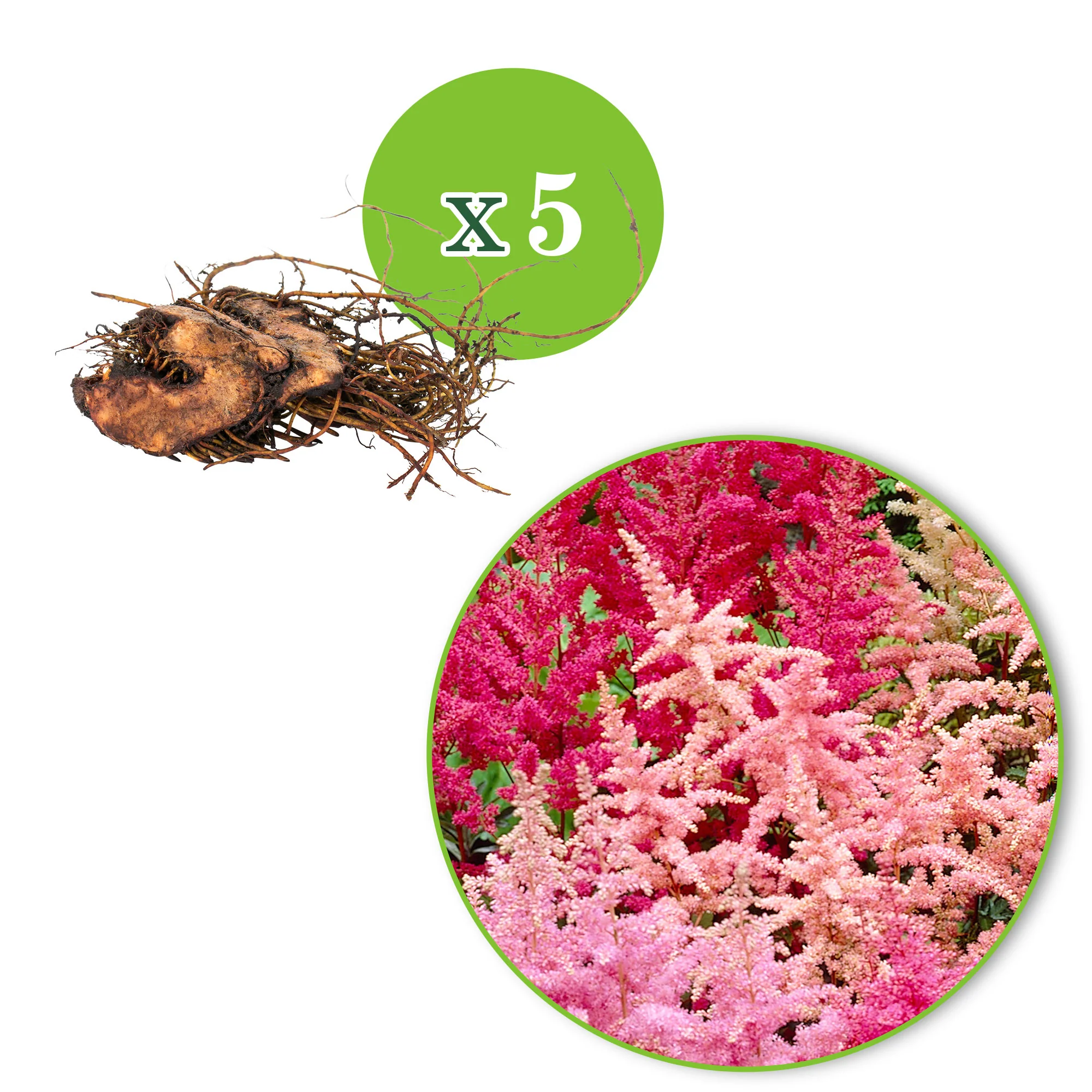 5x Astilbes - Mélange ‘Magic‘ - Racines nues - Image 3