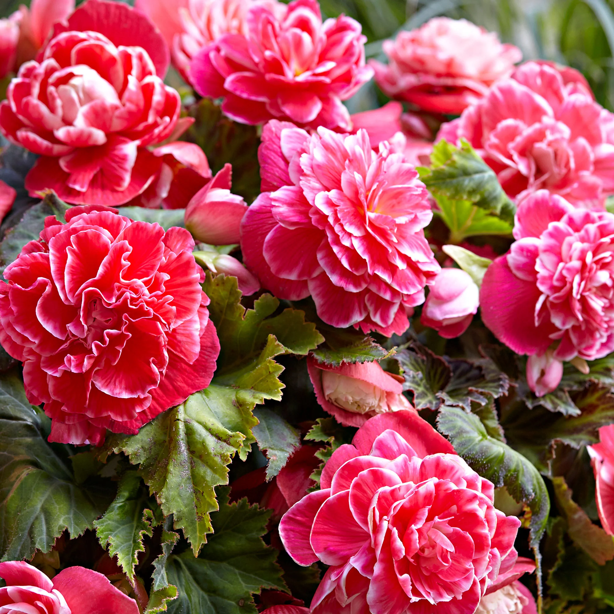 5x Bégonia à fleurs doubles 'Camelia' rose - Image 3