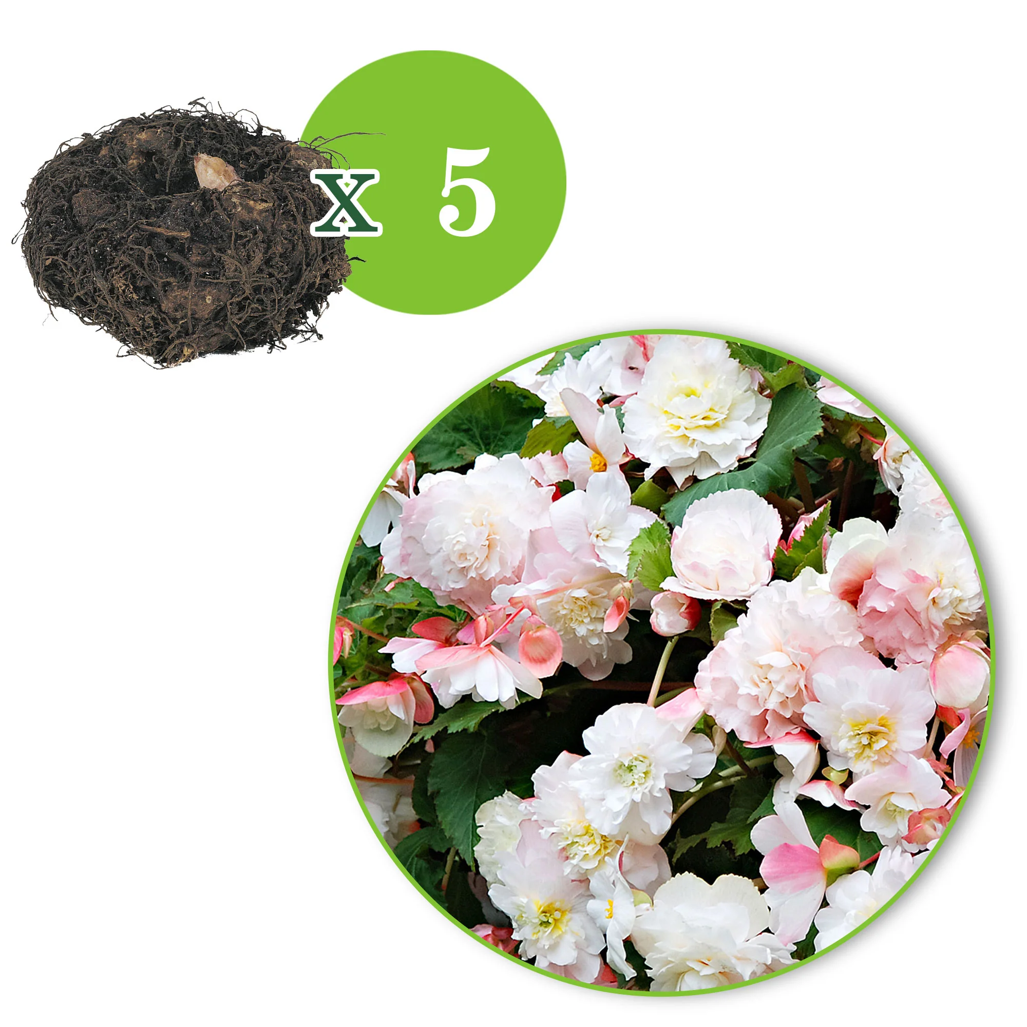 5x Bégonia 'Angelique' rose - Image 2