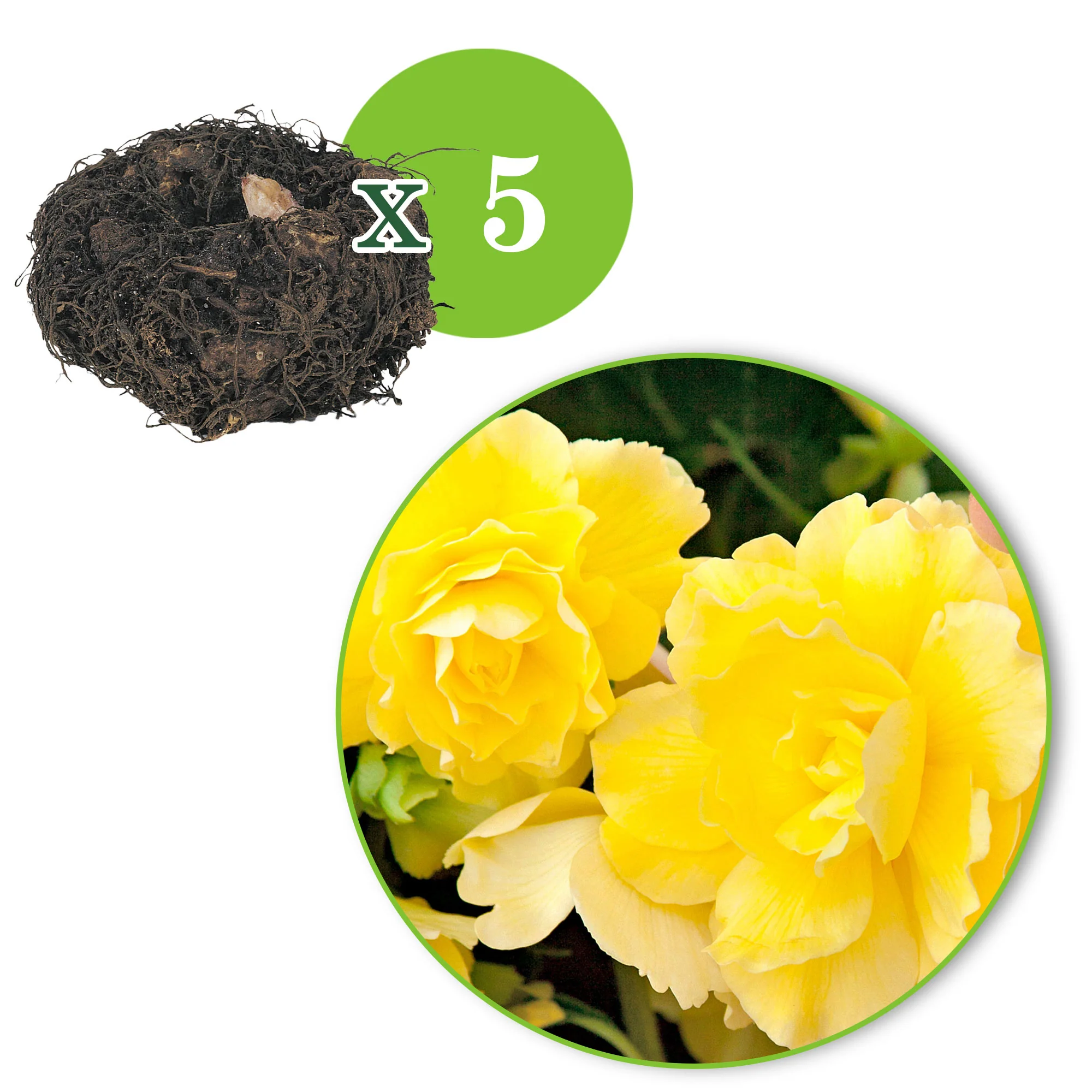5x Bégonia 'Yellow Flame' Jaune - Image 3