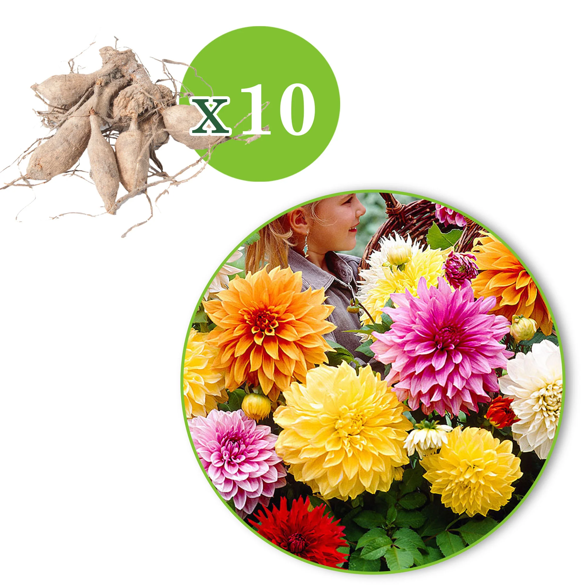 5x Dahlia à grandes fleurs - Mélange 'Mammoth' mélange de couleurs - Image 2