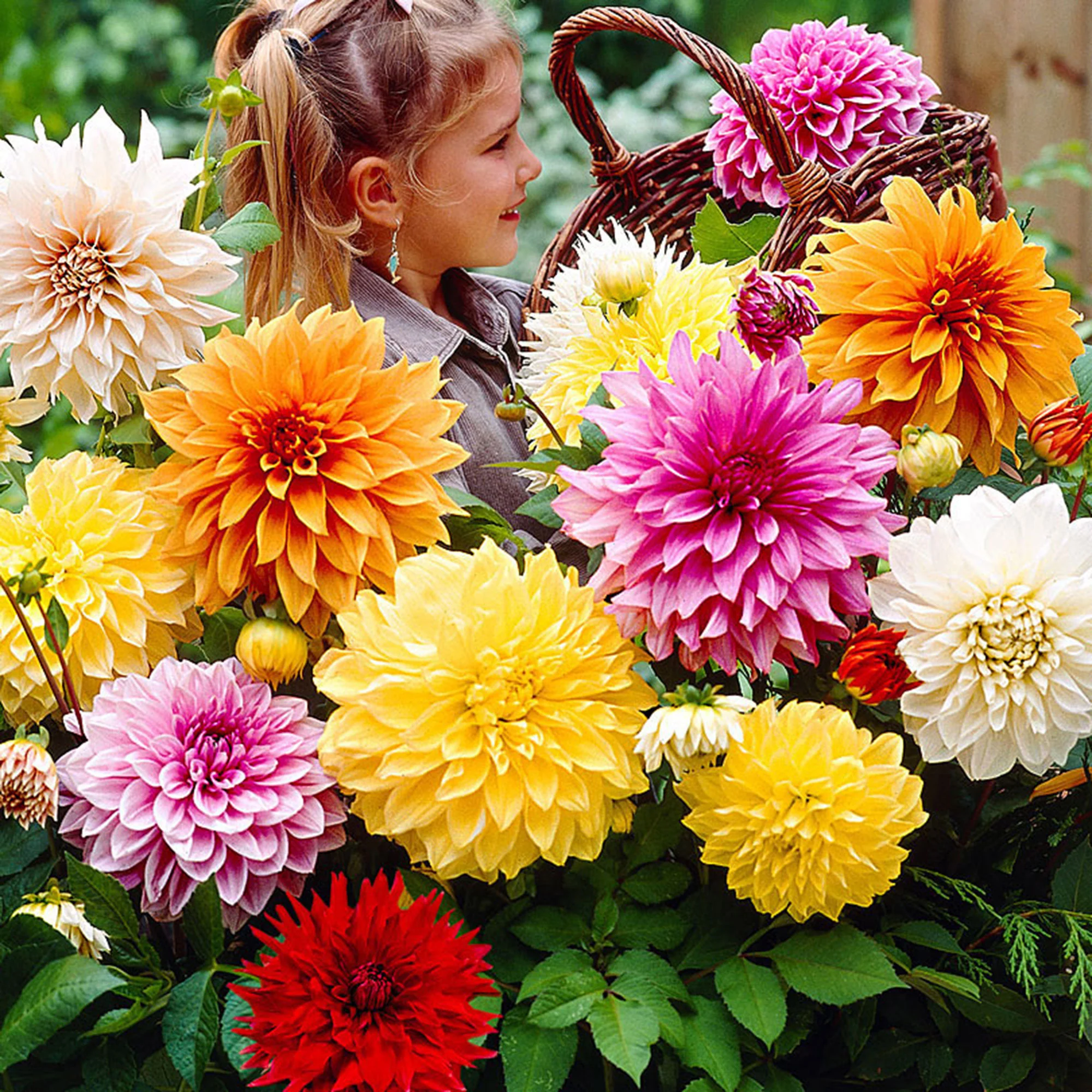 5x Dahlia à grandes fleurs - Mélange 'Mammoth' mélange de couleurs - Image 5