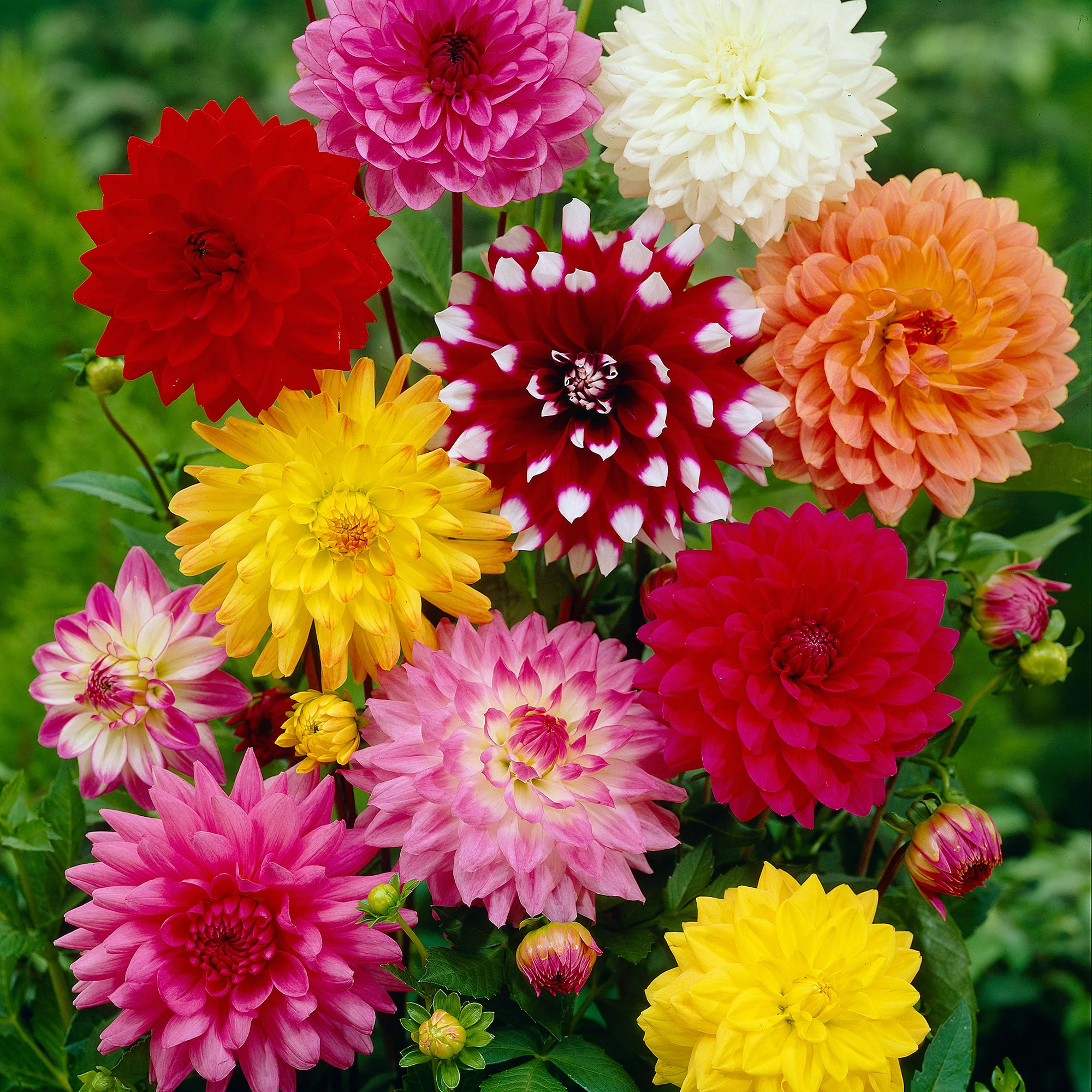 5x Dahlia decoratieve - Mélange Biologique