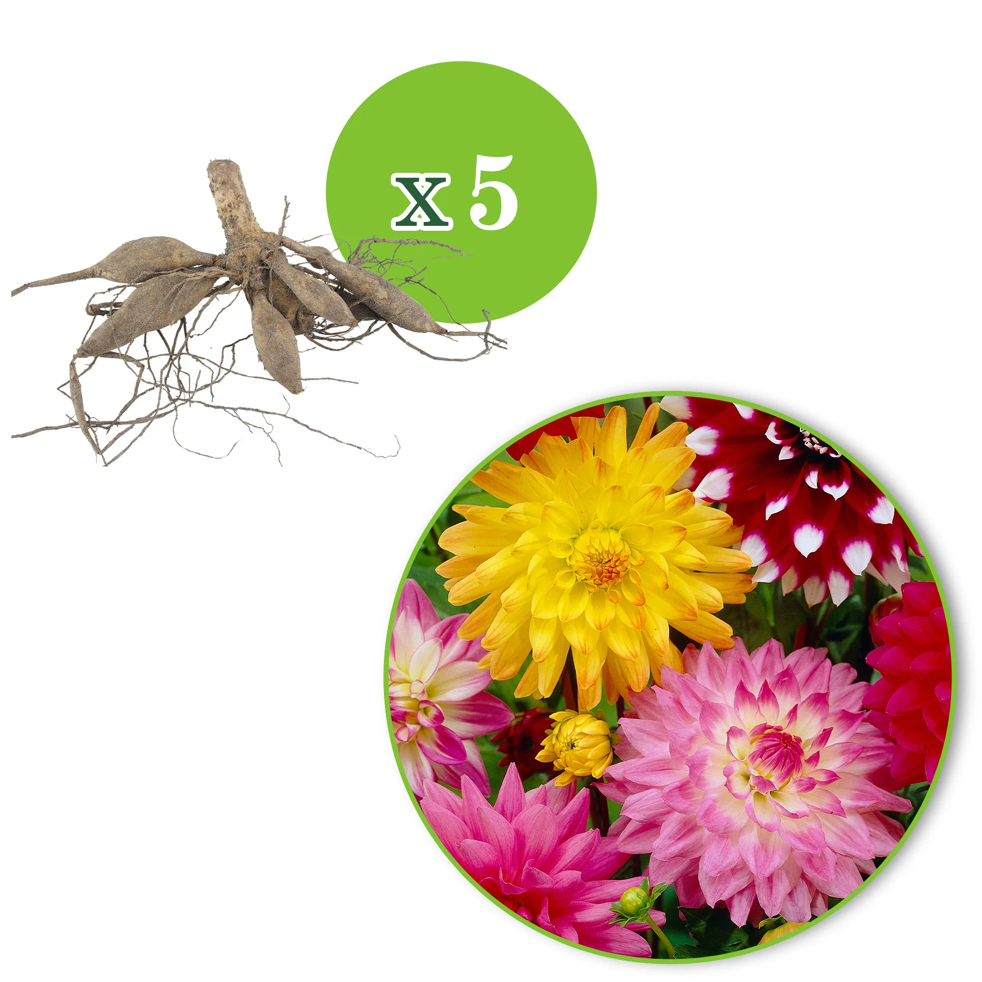 5x Dahlia decoratieve - Mélange Biologique - Image 4