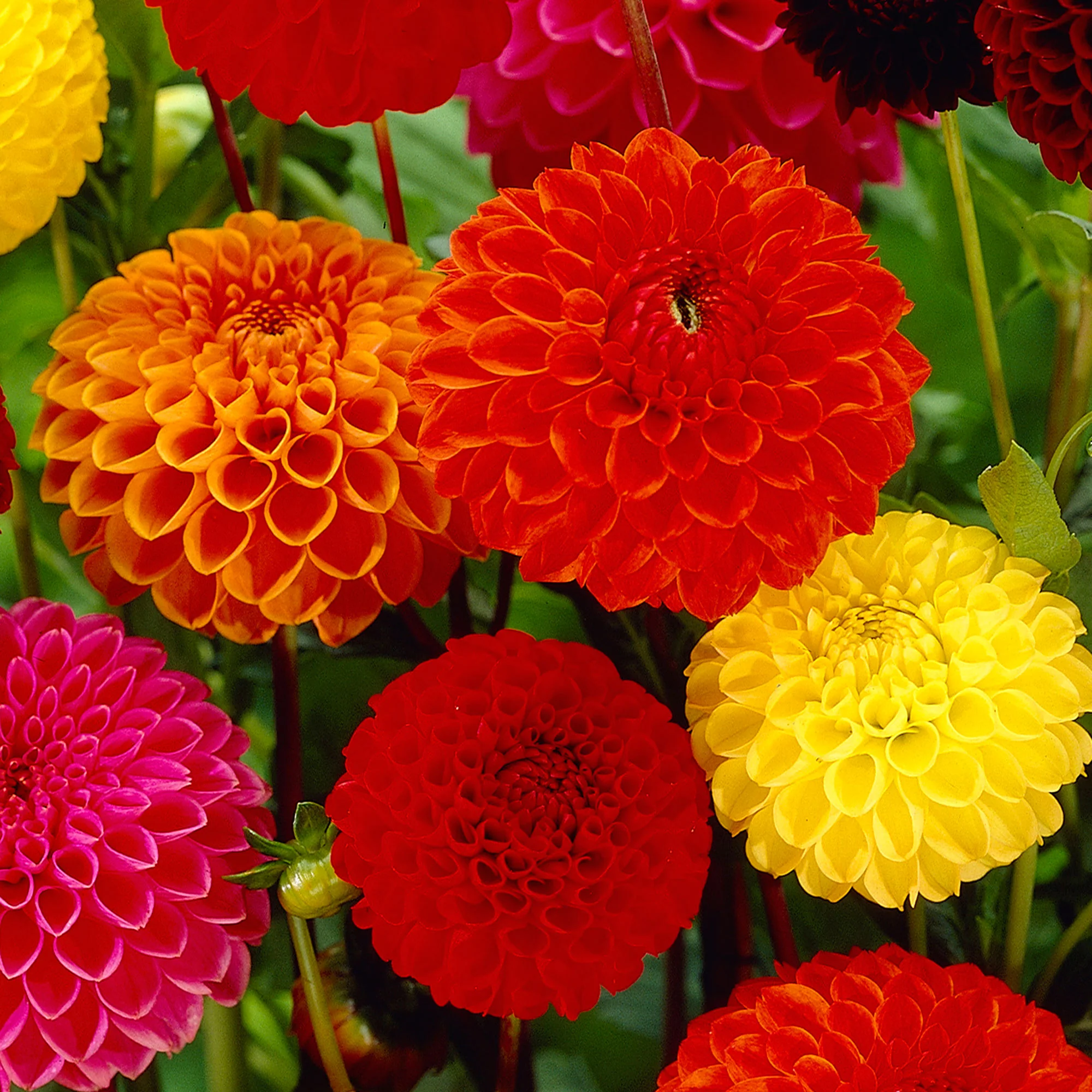 5x Dahlia - Mélange 'Ball' Biologique