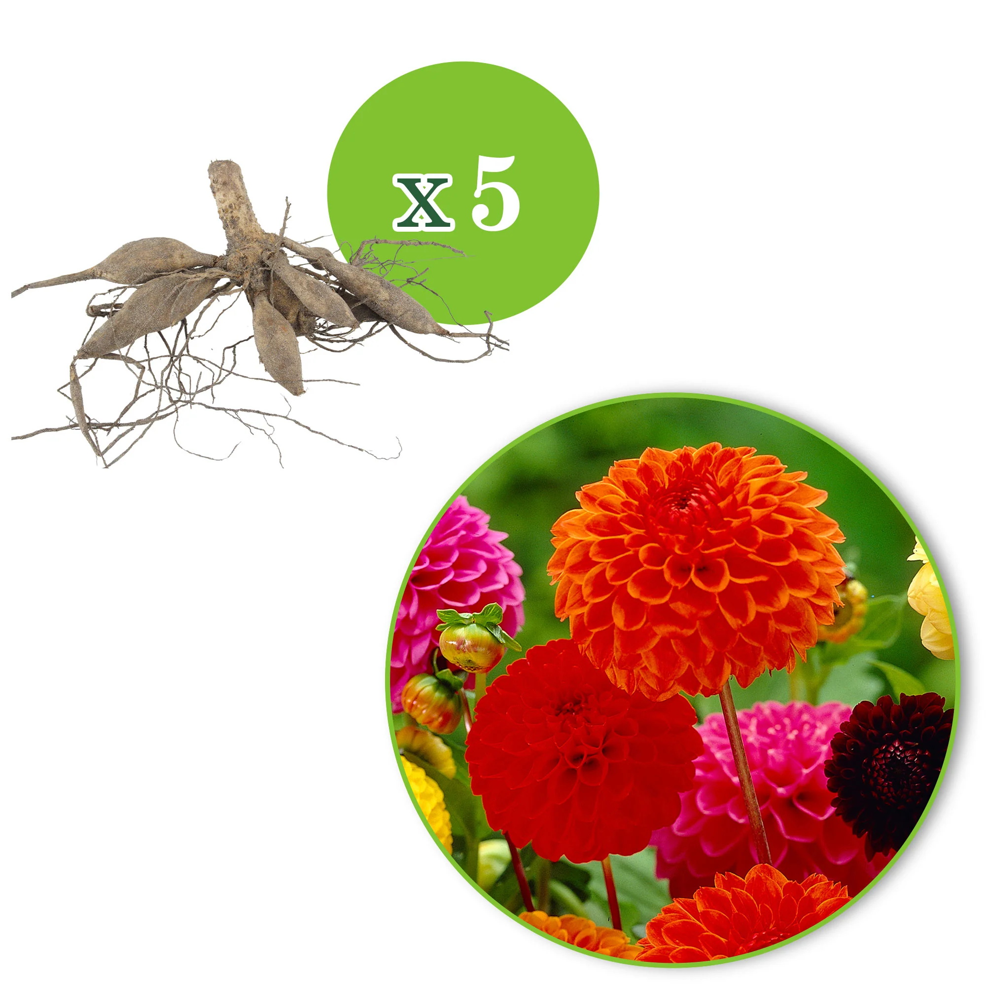 5x Dahlia - Mélange 'Ball' Biologique - Image 4
