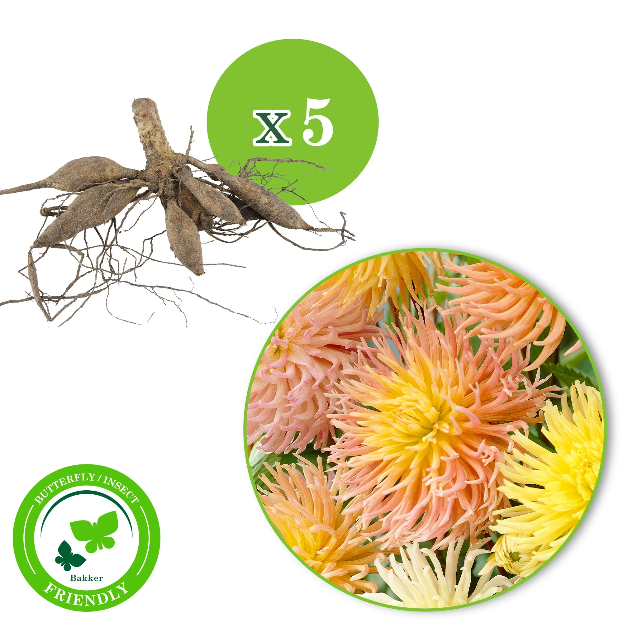 5x Dahlia star - Mélange Biologique - Image 4
