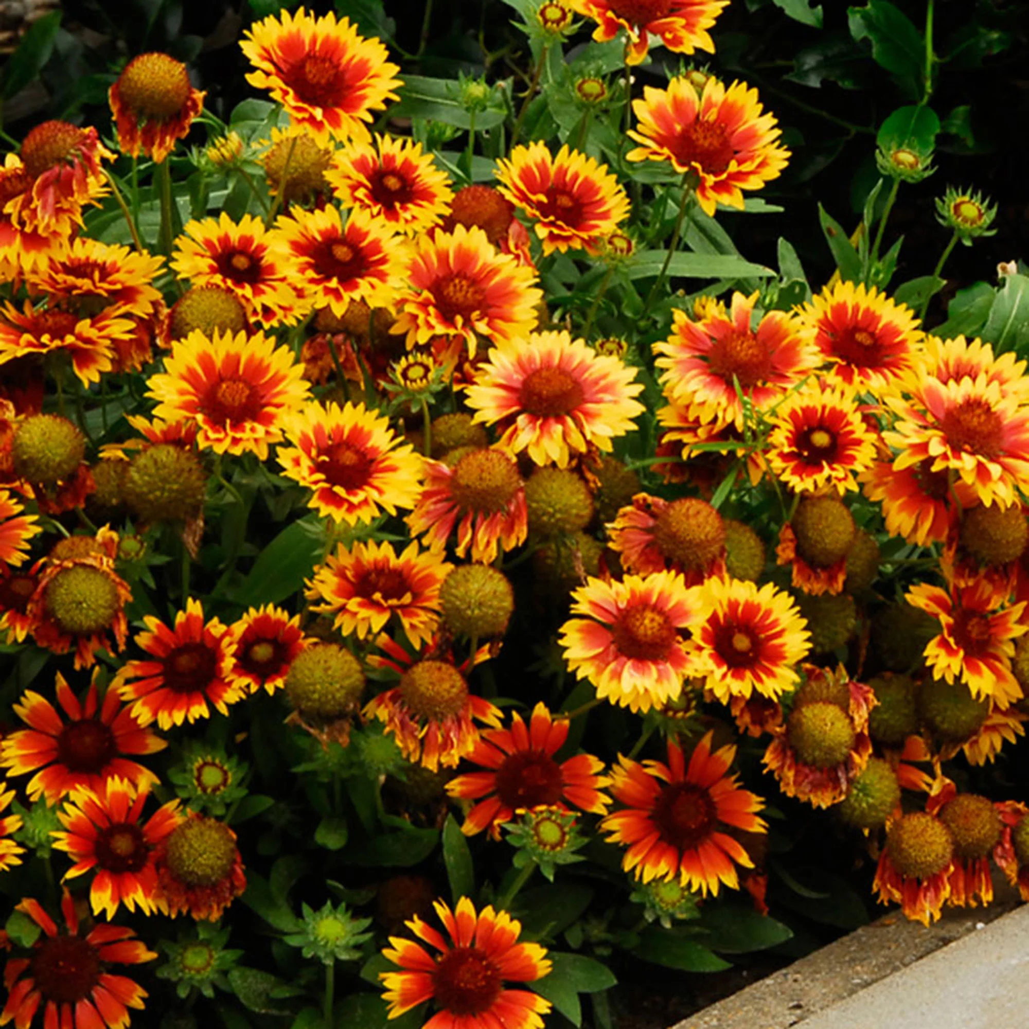 5x Gaillardia 'Kobold' rouge-jaune - Image 2