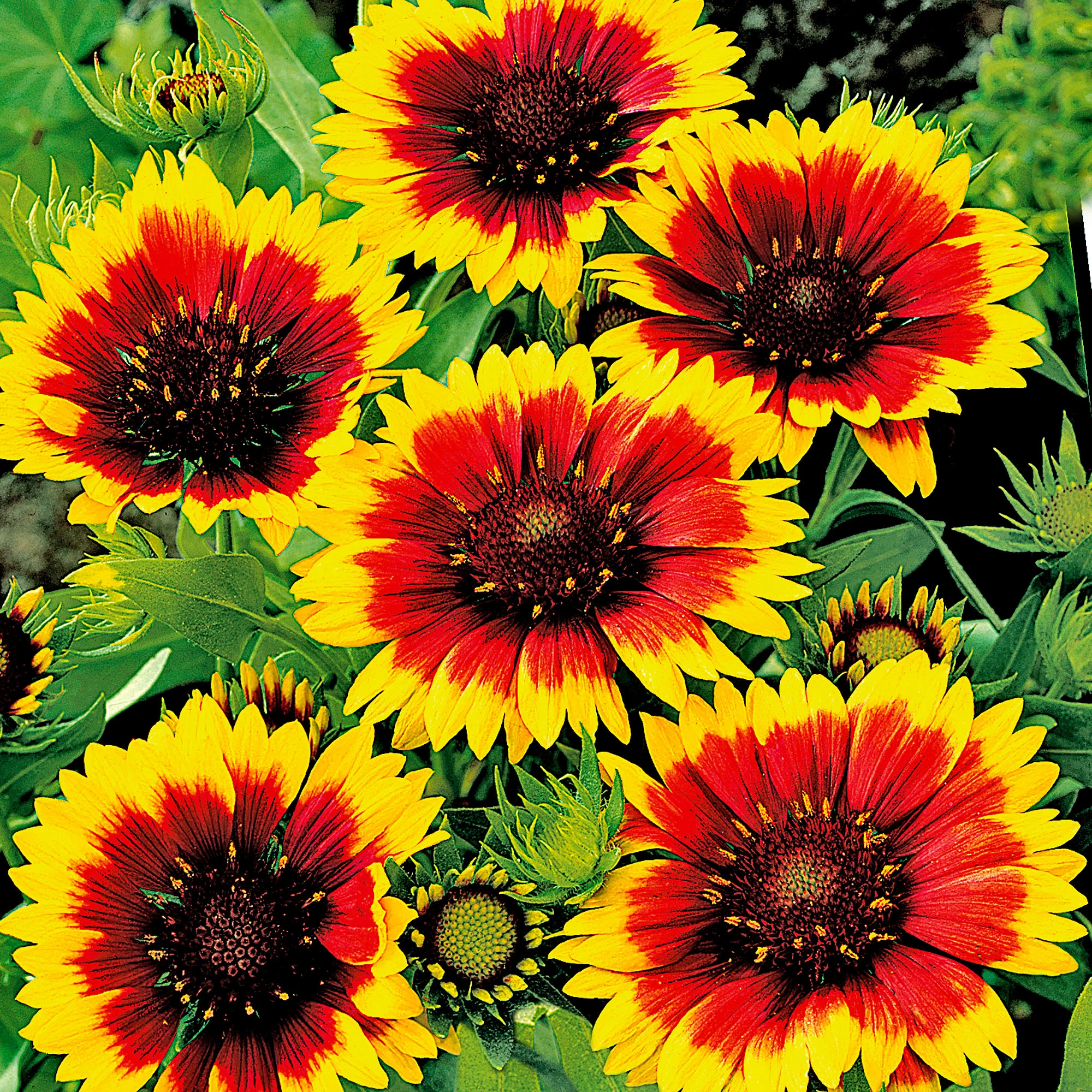 5x Gaillardia 'Kobold' rouge-jaune - Image 3