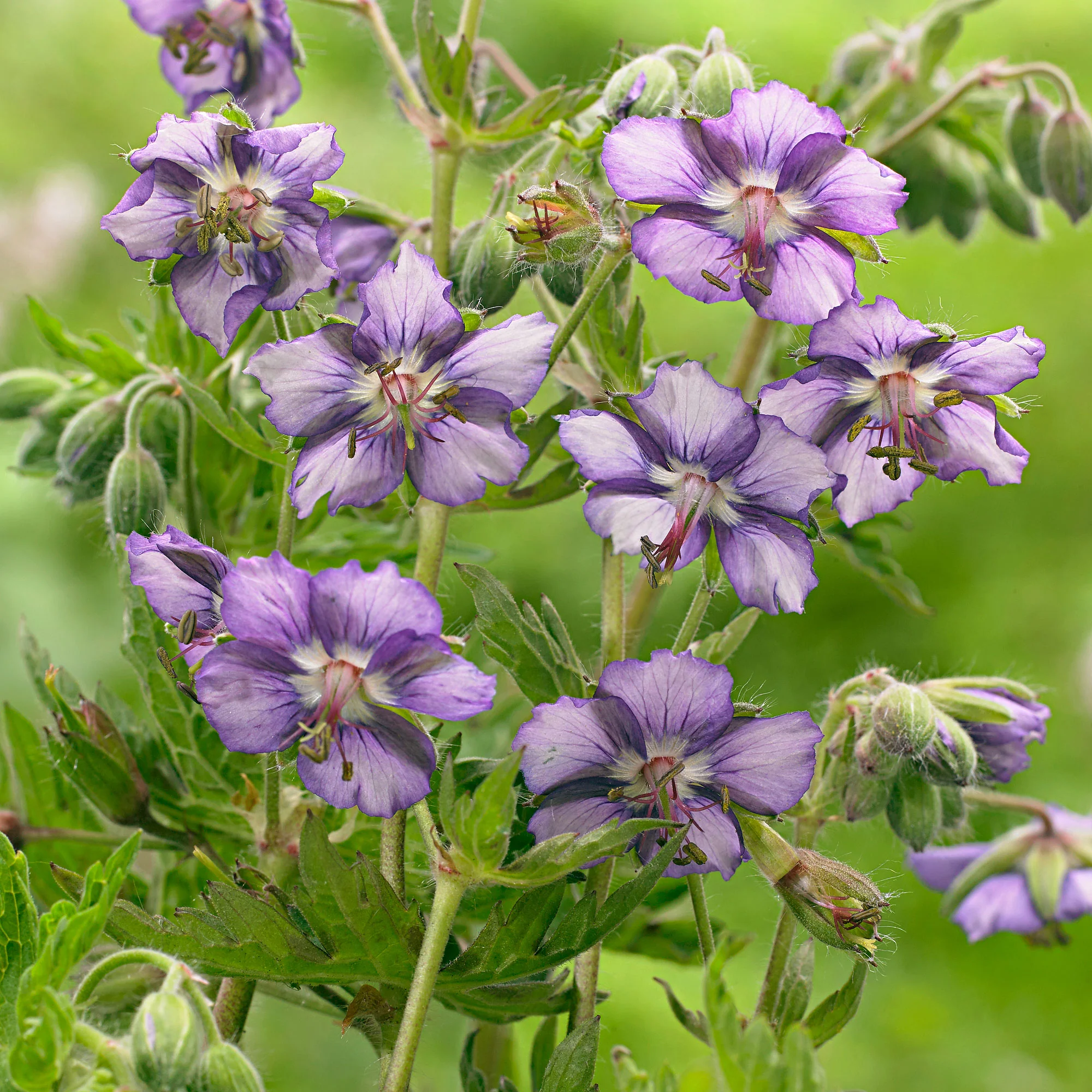 5x Géraniums vivaces ‘Kora‘ violet-blanc - Racines nues - Image 4