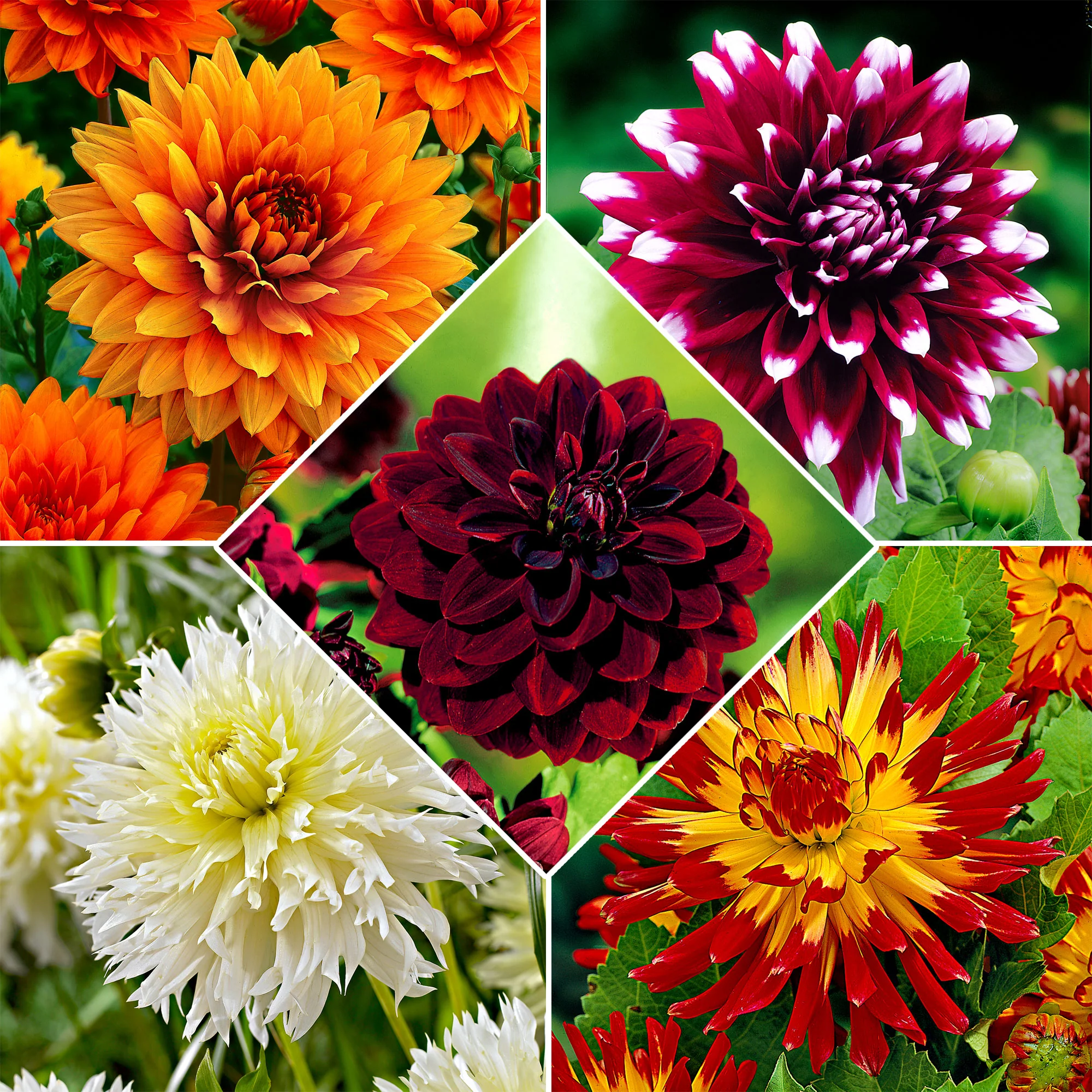 5x Grandes fleurs Dahlia - Mélange 'The Kiss' - Image 2