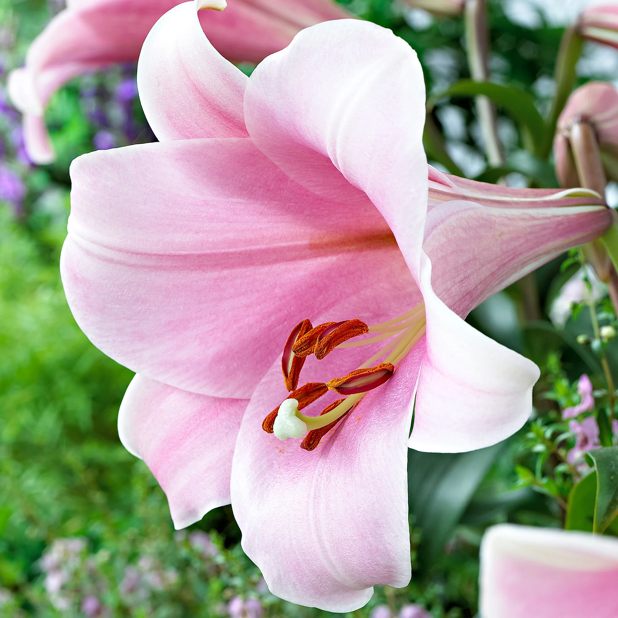 5x Lys 'Bellsong' rose - Image 2