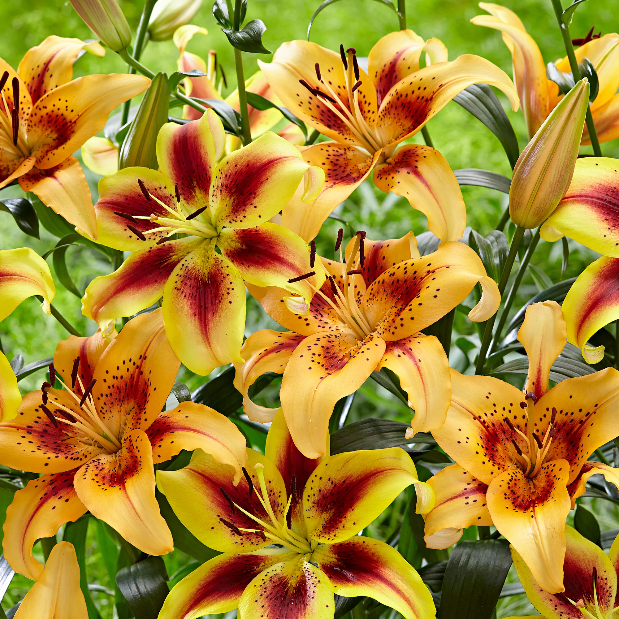 5x Lys Lilium 'Hotel California' + 'Viva la Vida' rouge-orangé-jaune Biologique - Image 2
