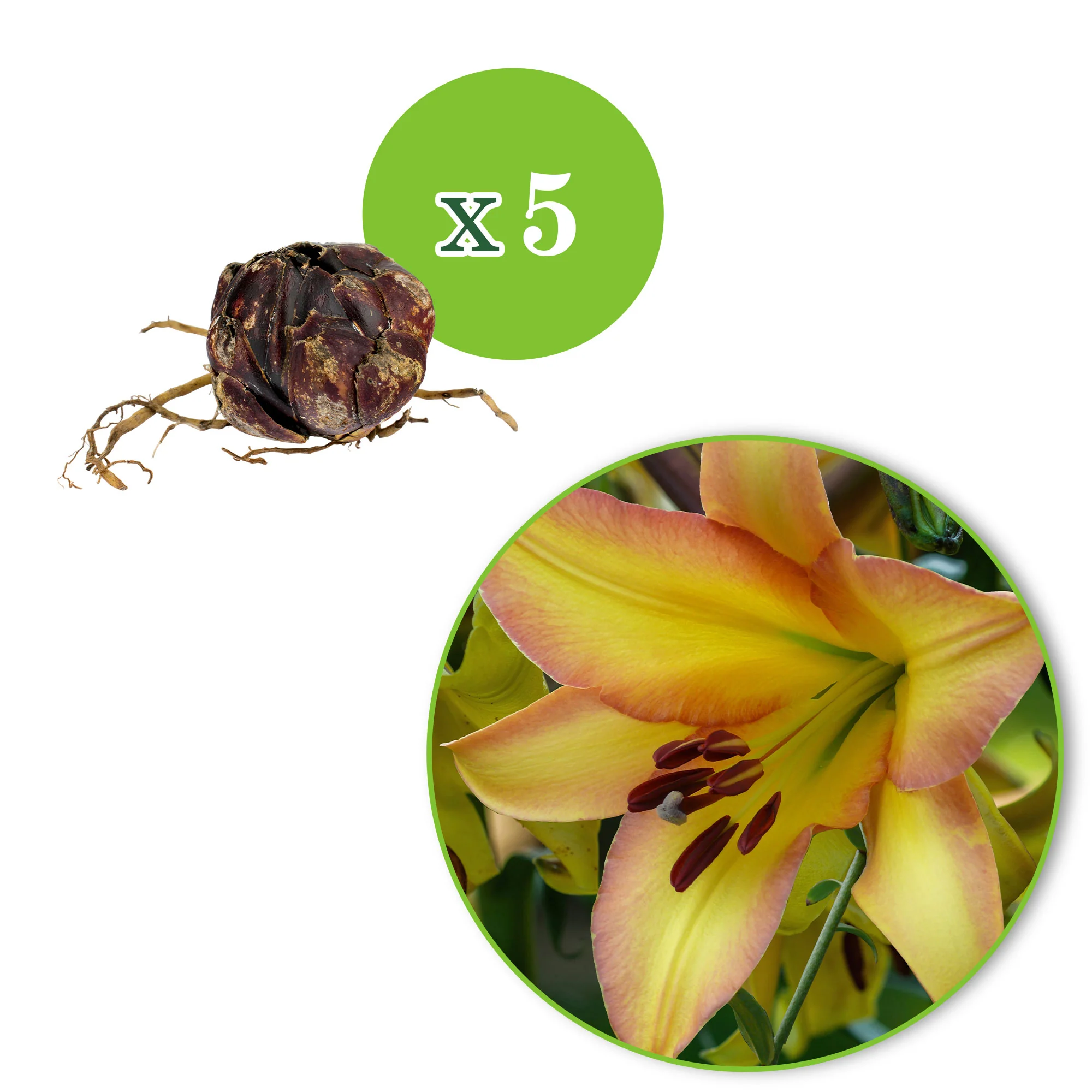 5x Lys Lilium Like A Tree 'Rising Moon' jaune - Image 5
