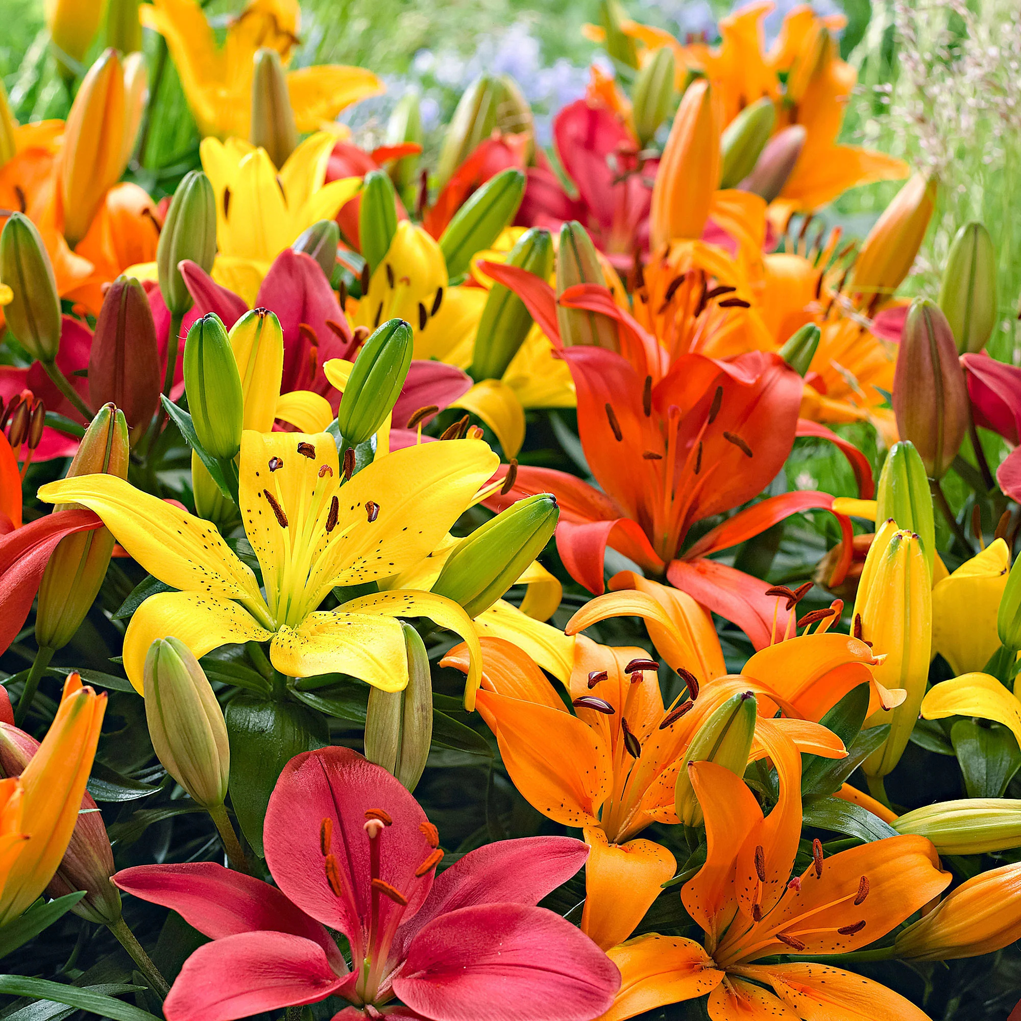 5x Lys Lilium - Mélange 'Matrix' orangé-jaune-rose - Image 3