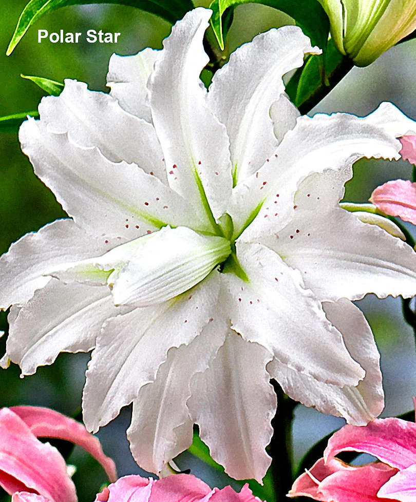 5x Lys Lilium oriental - Mélange - blanc-rouge-orange - Image 2