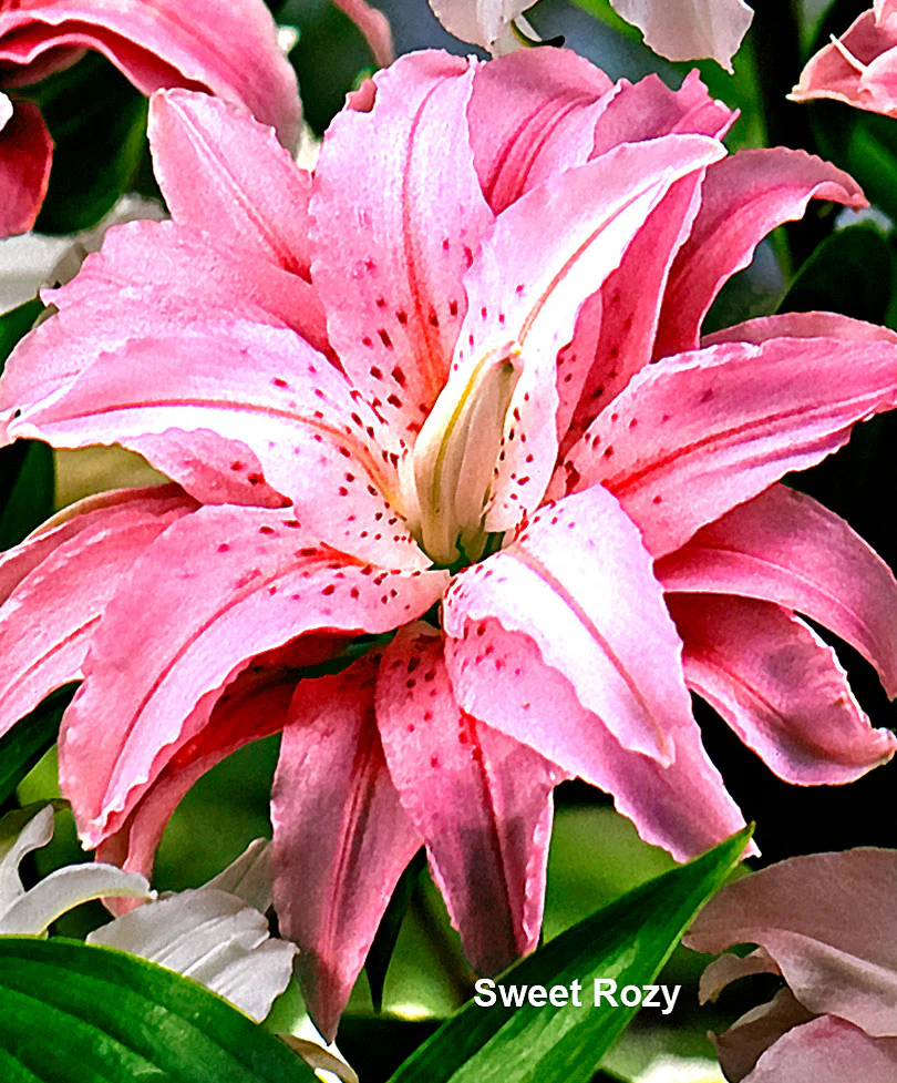 5x Lys Lilium oriental - Mélange - blanc-rouge-orange - Image 4