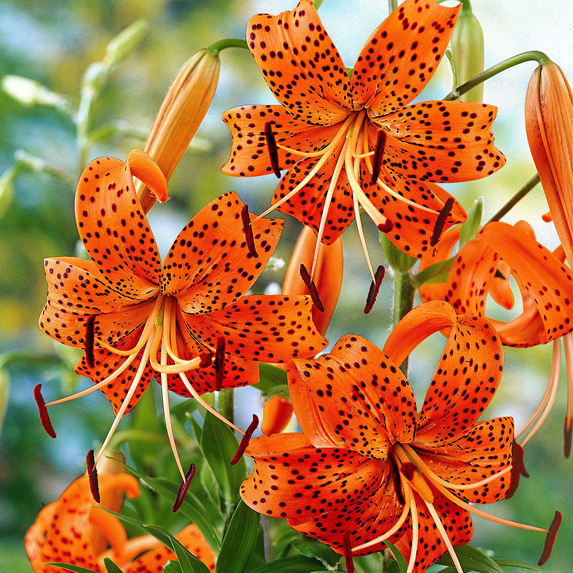 5x Lys Lilium 'Splendens' orangé - Image 2