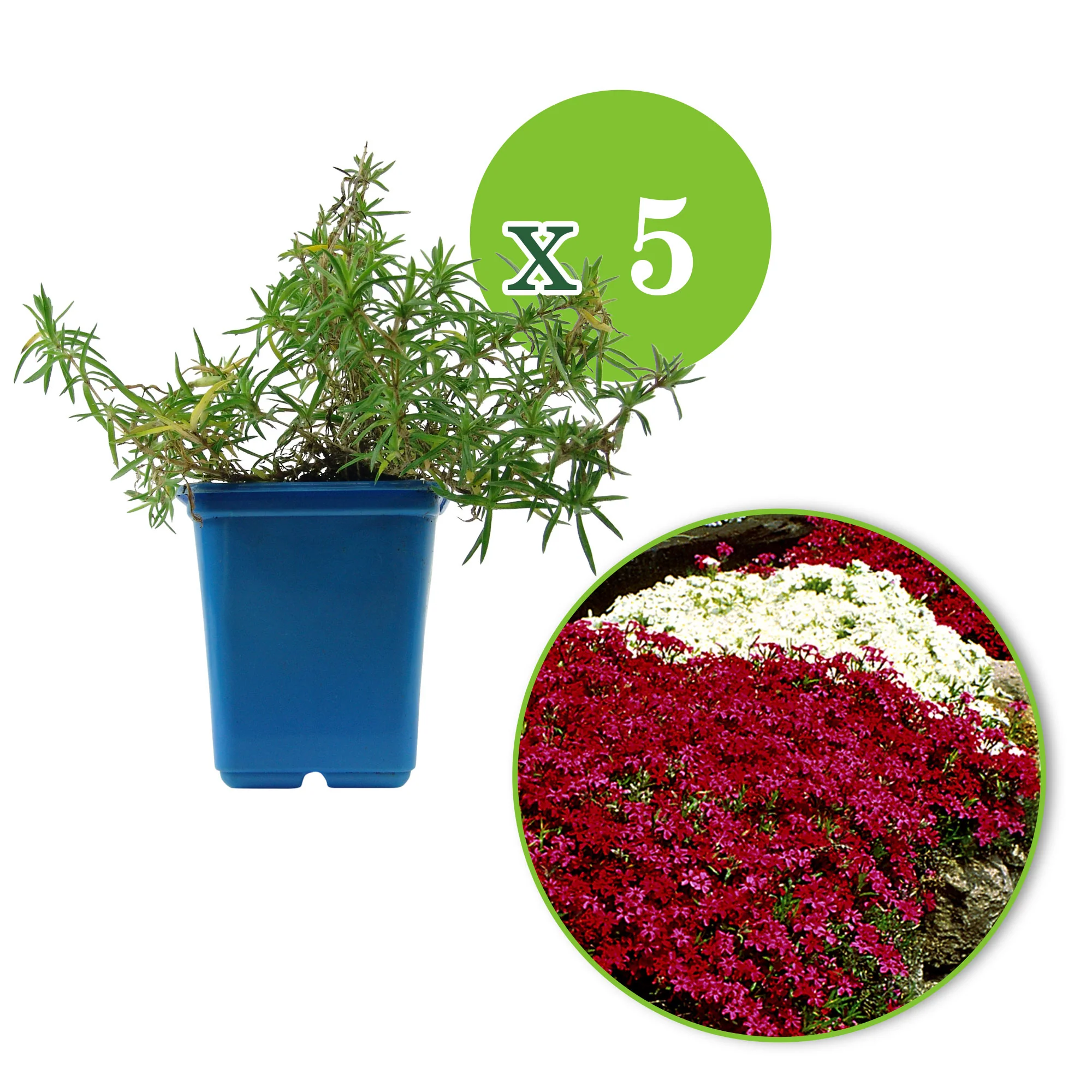 5x Phlox mousse subulata rouge-blanc - Image 2