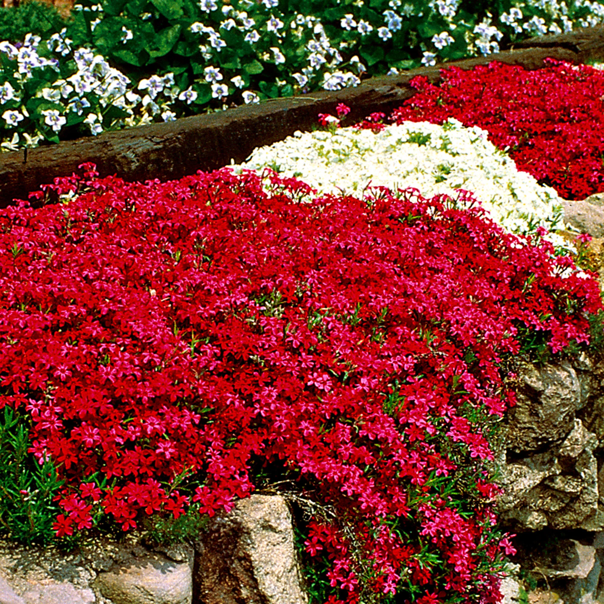 5x Phlox mousse subulata rouge-blanc - Image 3