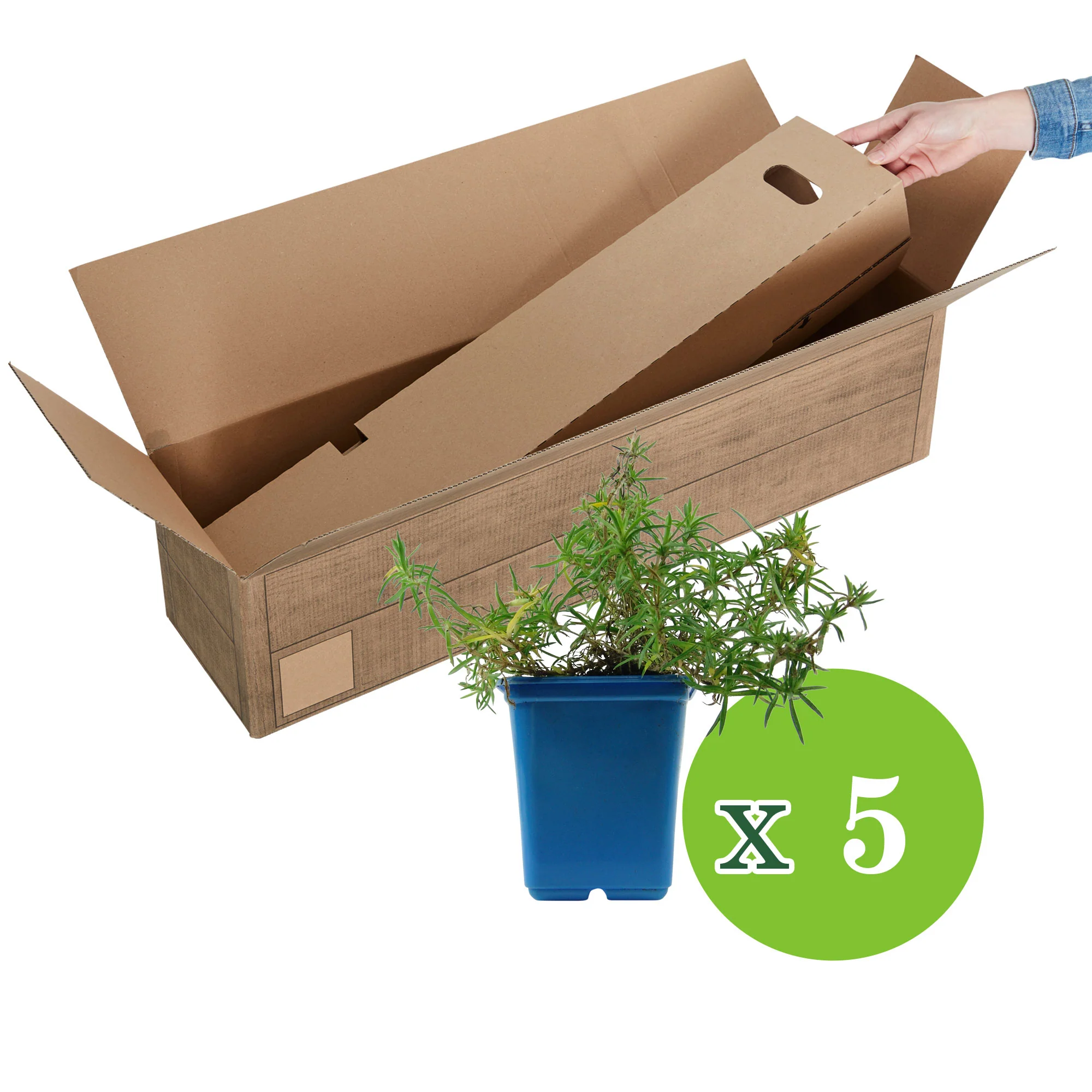 5x Phlox mousse subulata rouge-blanc - Image 4