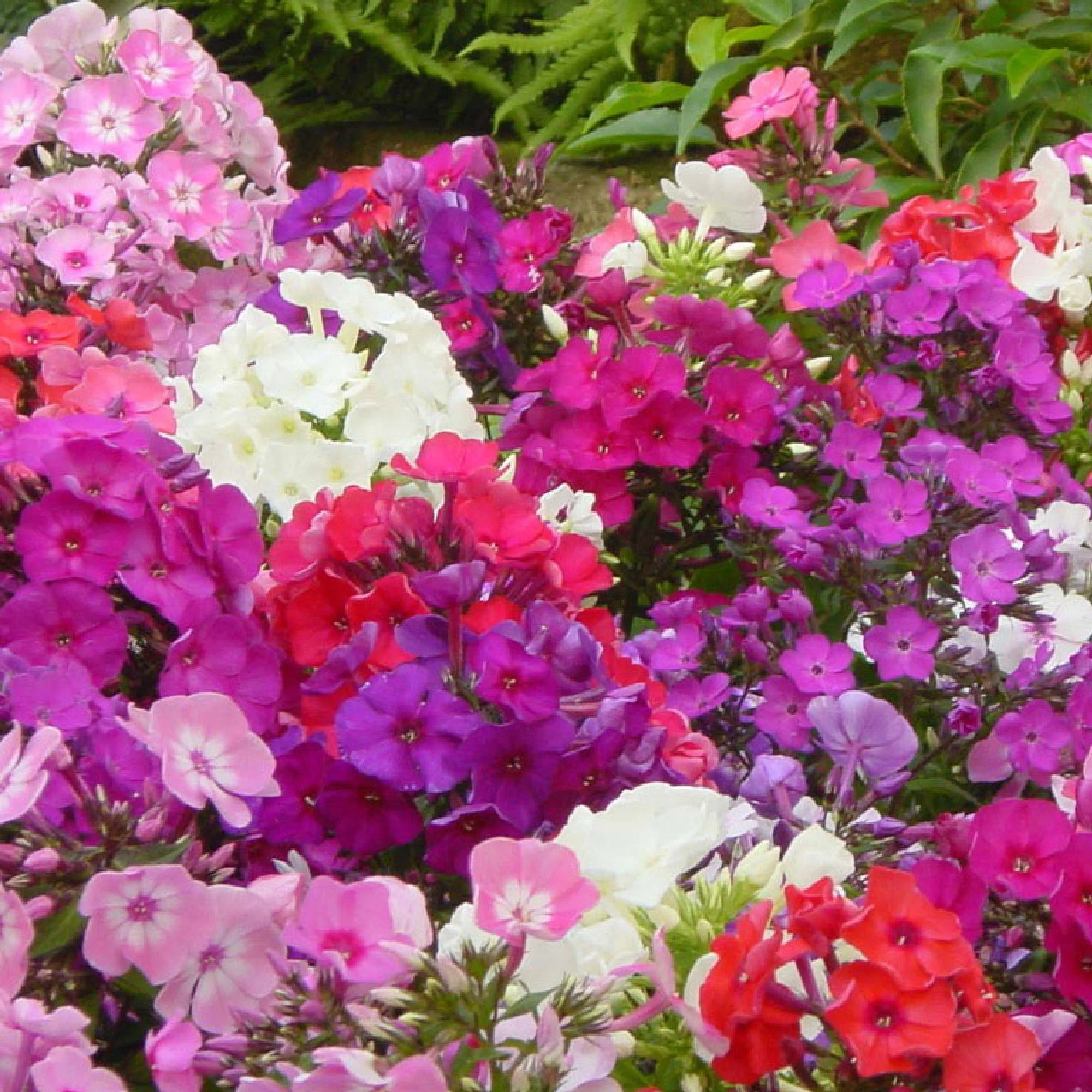 5x Phlox Phlox - Mélange 'Phlox it up' - Plants à racines nues - Image 3