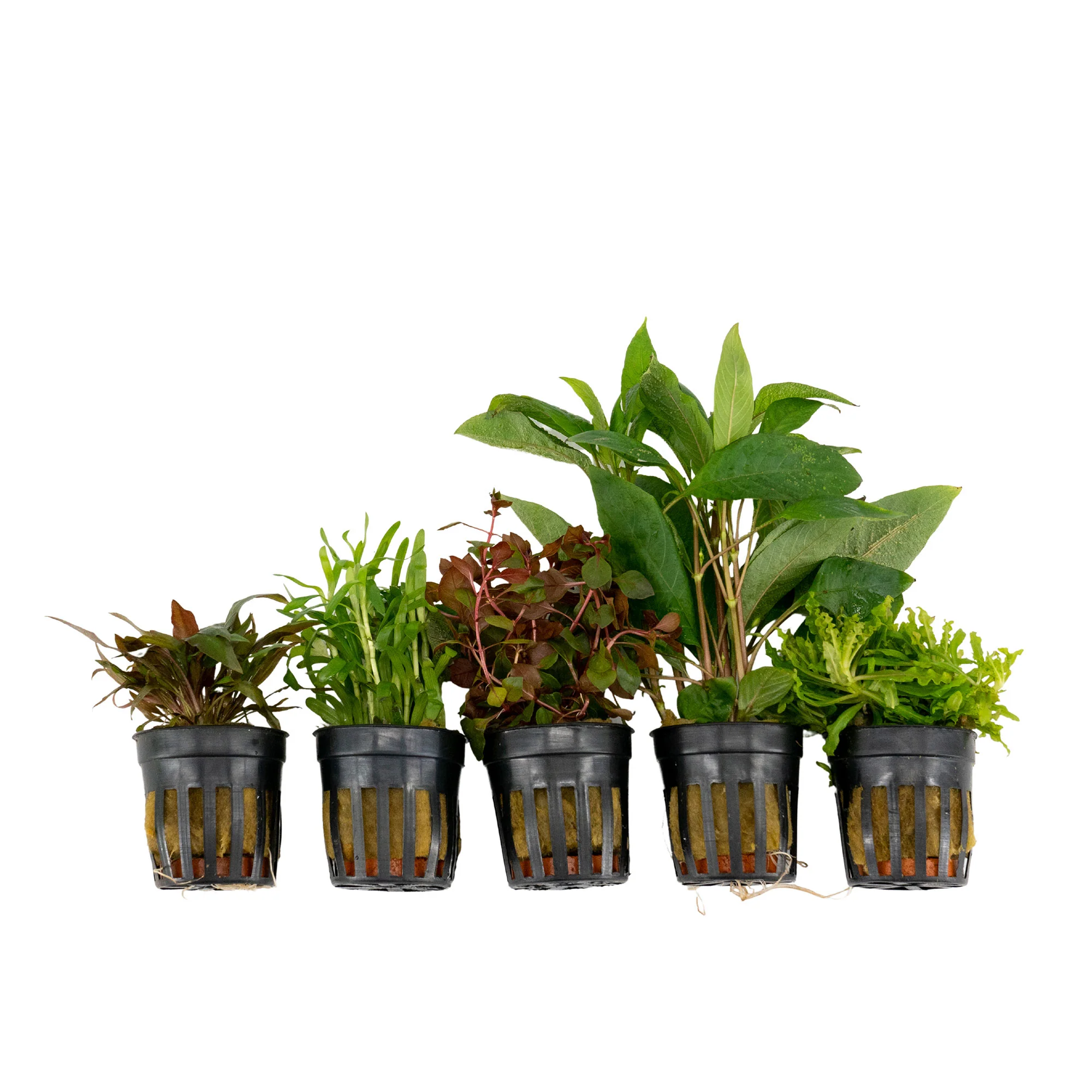 5x Plantes d'aquarium - Mélange 'Couleurs Criardes' - Image 3