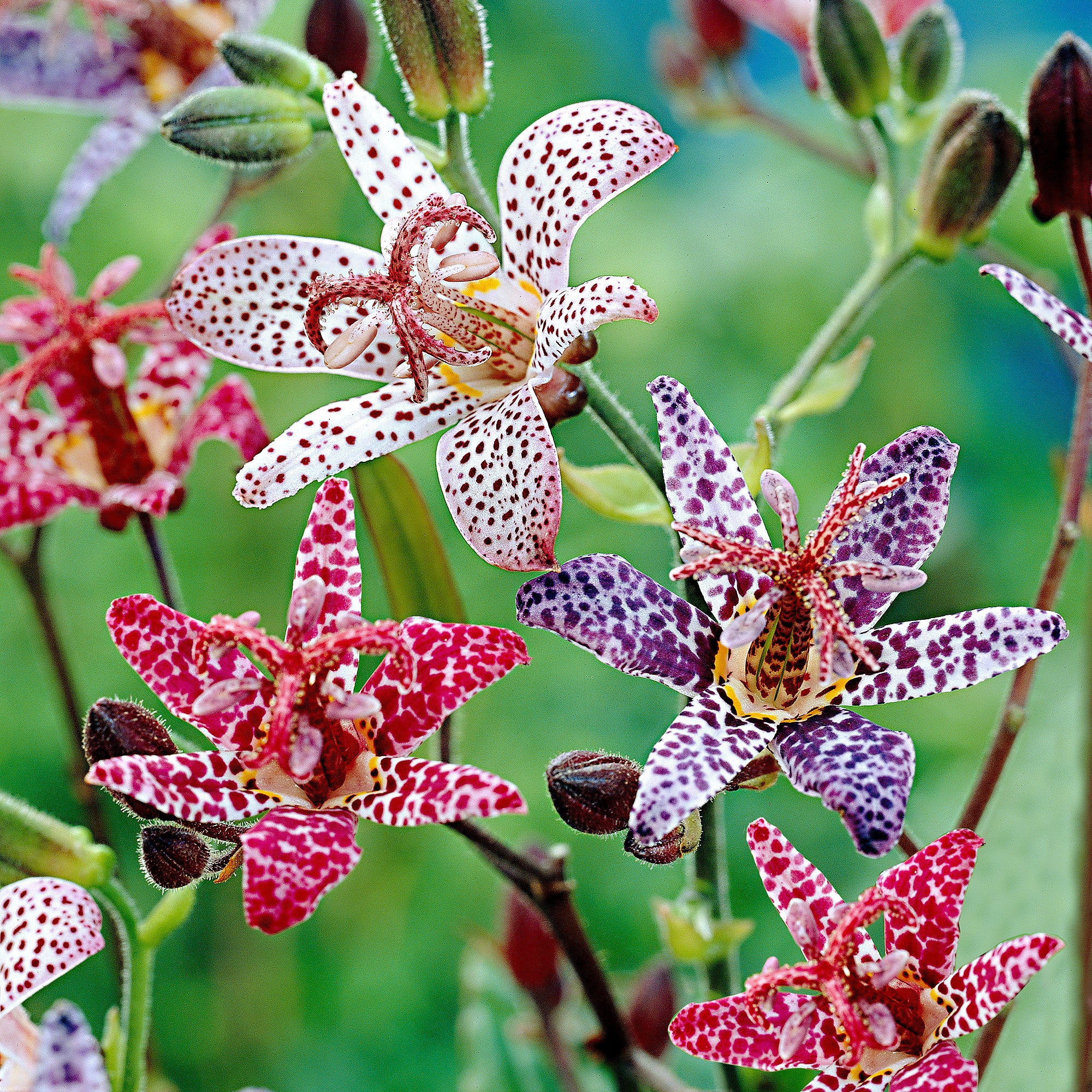 5x Tricyrtis Tricyrtis - Mélange 'Mushrooms in the garden' - Plants à racines nues