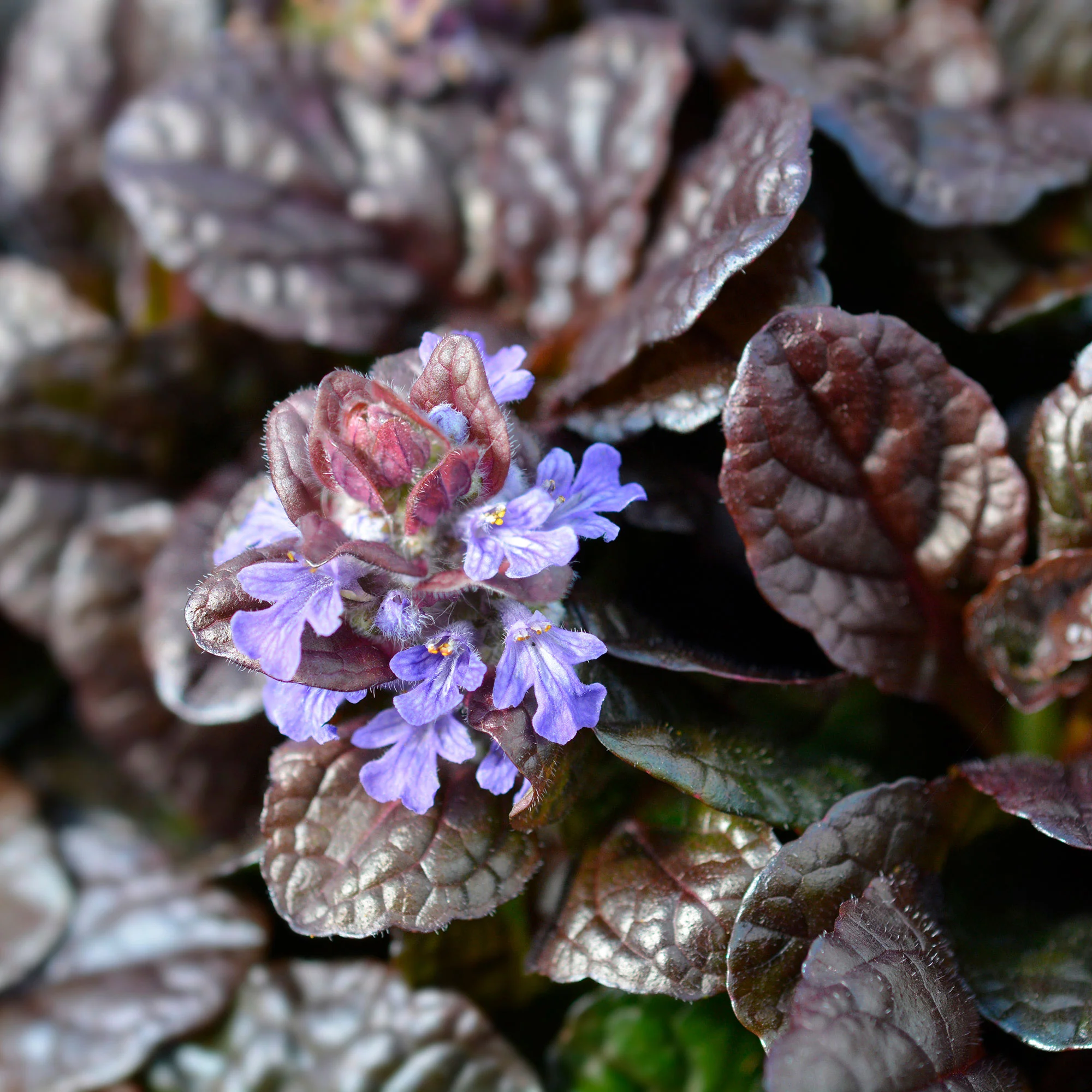 6-pack Bugle rampant Ajuga 'Atropurpurea' Violet-Bleu - Image 3