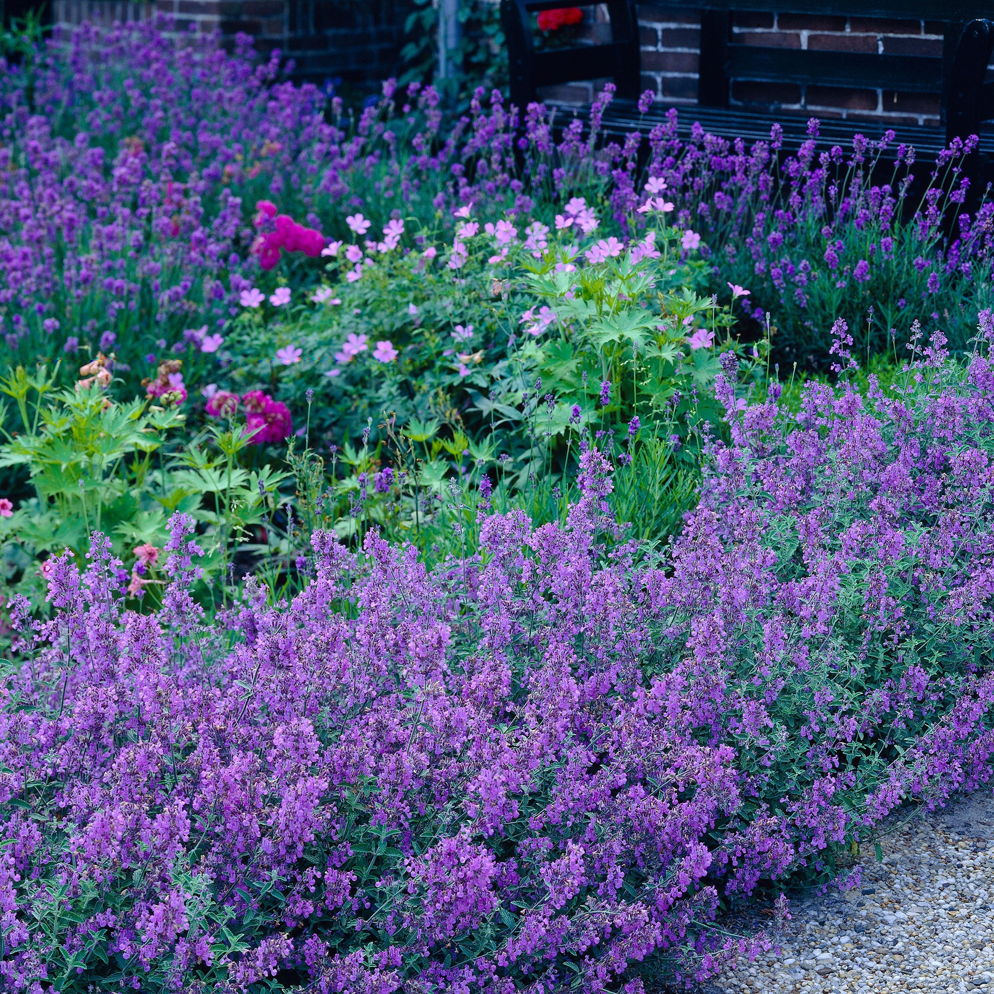 6-pack Herbe à chat Nepeta 'Walker's Low' Violet-Bleu