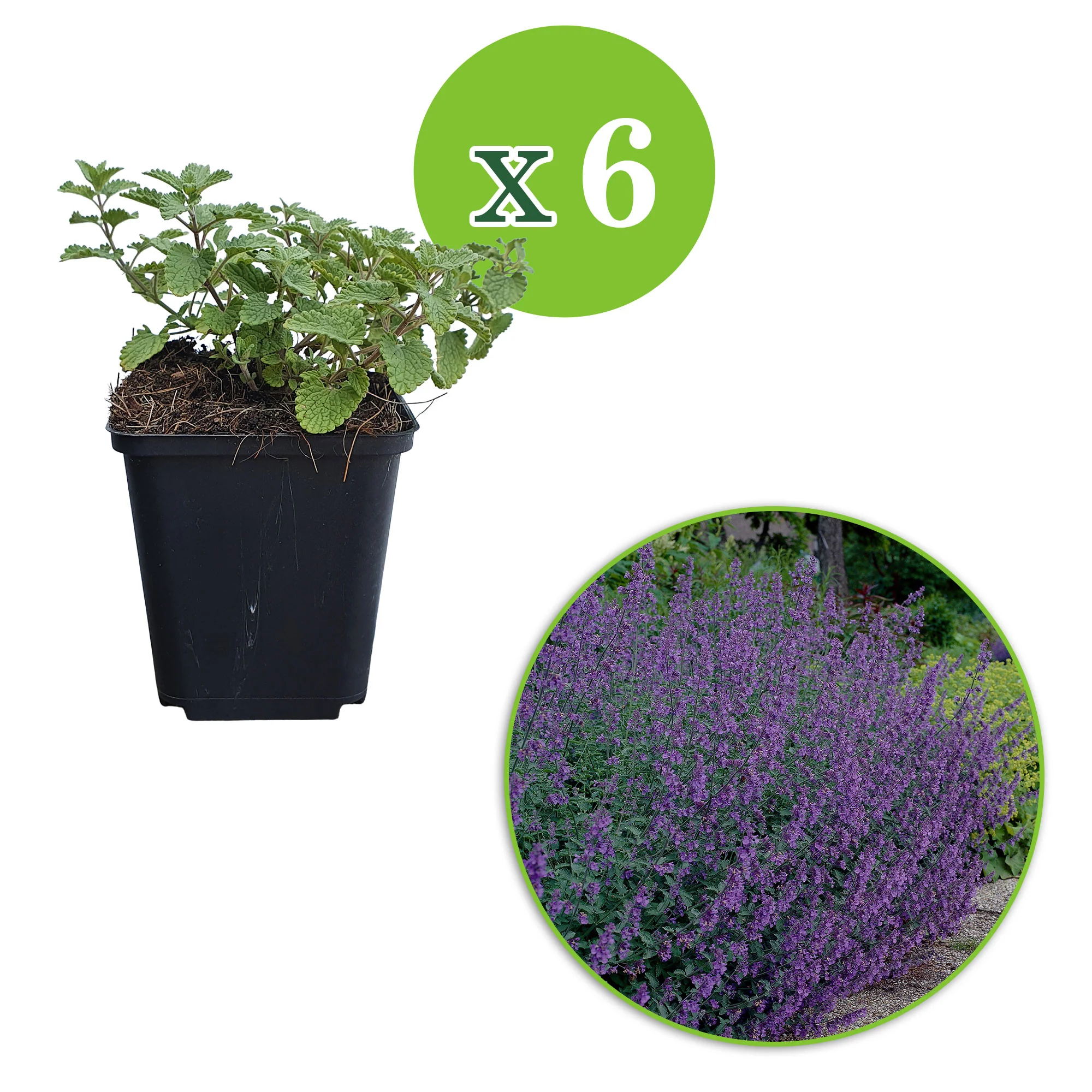 6-pack Herbe à chat Nepeta 'Walker's Low' Violet-Bleu - Image 4