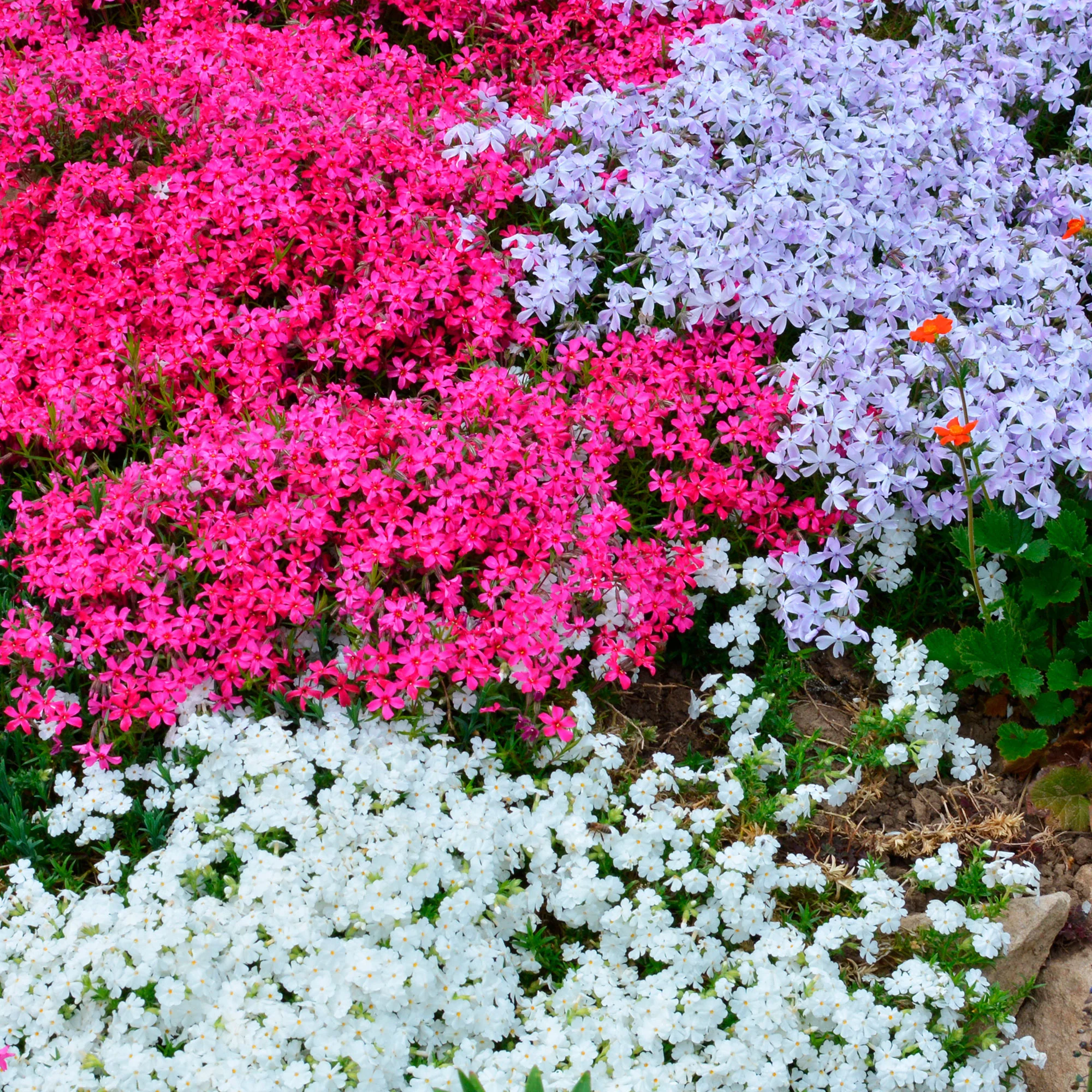 6 x mélange de phlox mousse 'Couleurs vives’ 'Knallende Kleuren' Rouge-Blanc-Bleu - Image 3