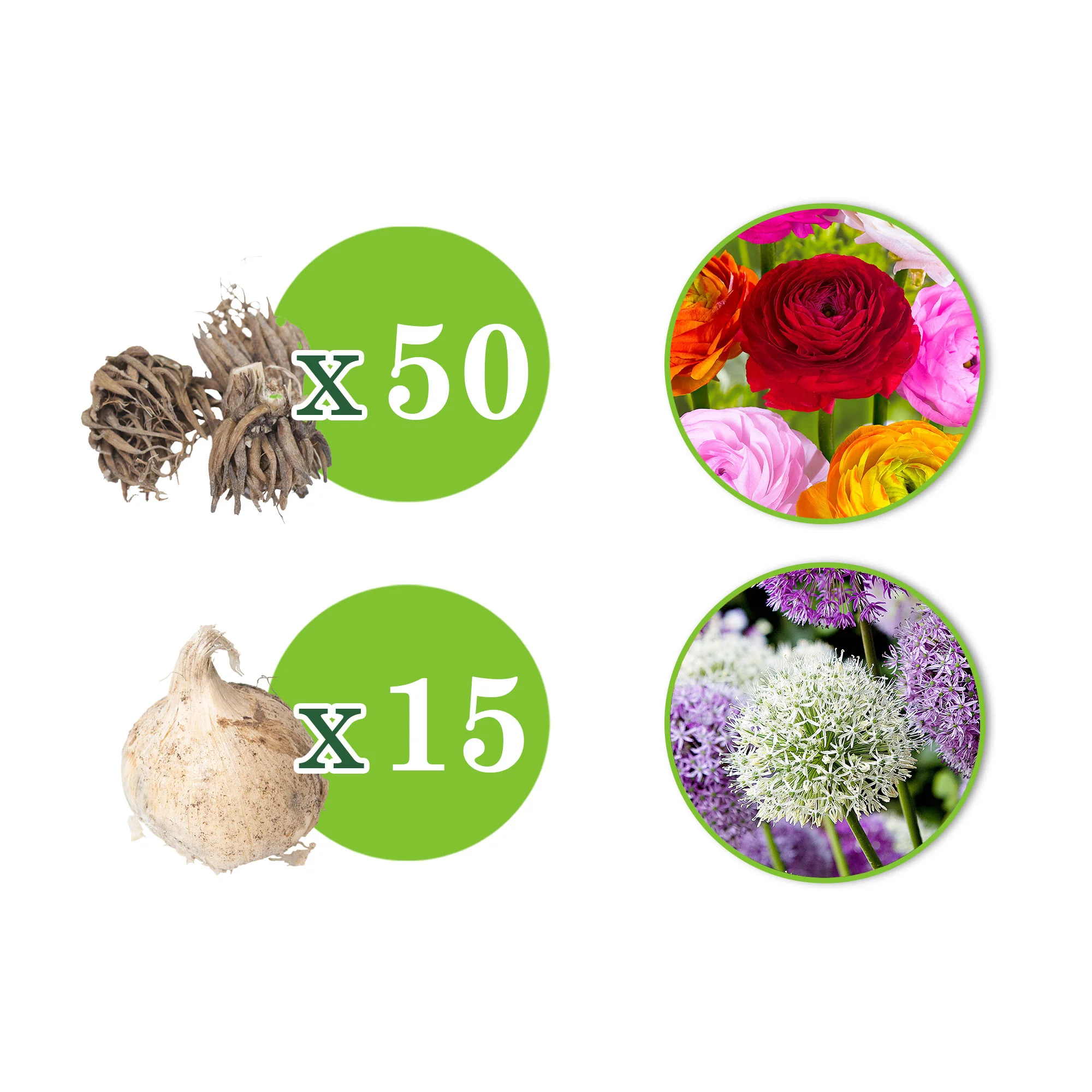 65x Ail d'ornement et renoncule - Mélange 'Popular spring bloomers' - Image 4