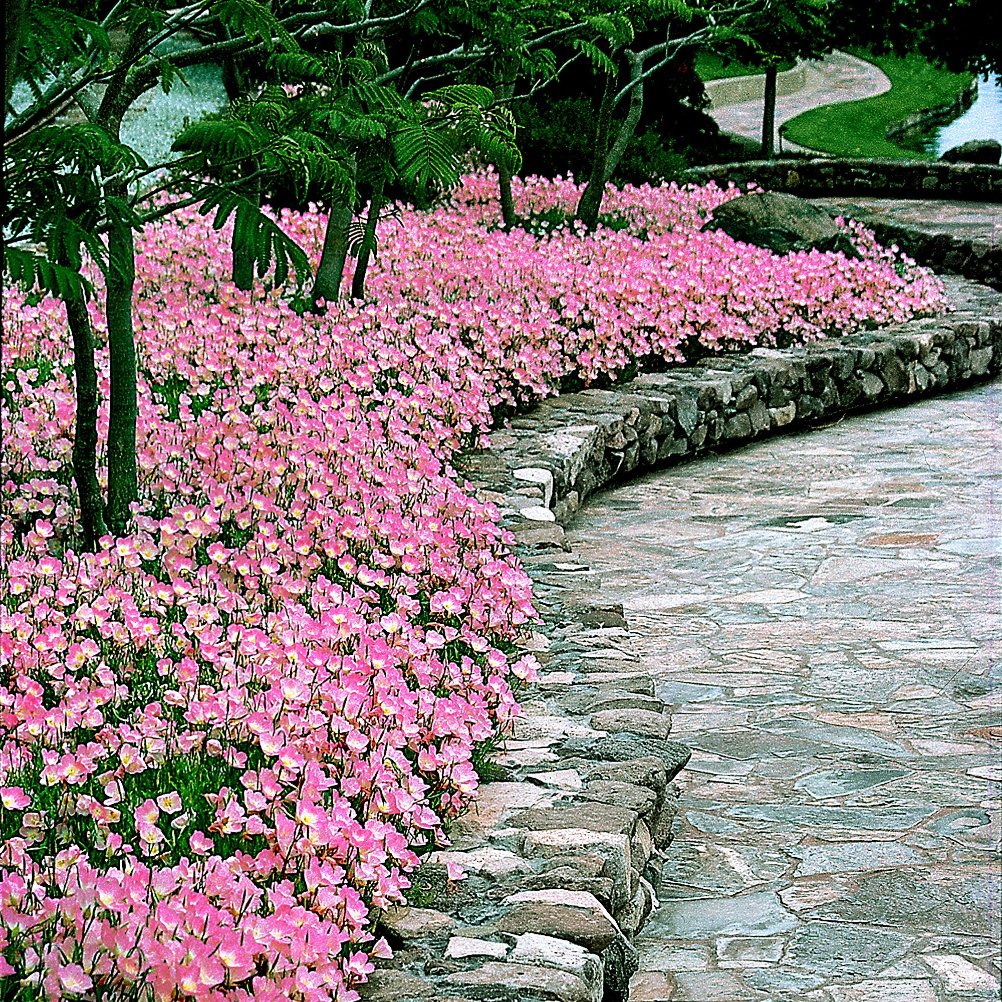 6x Ancolie Oenothera 'Rosea' rose