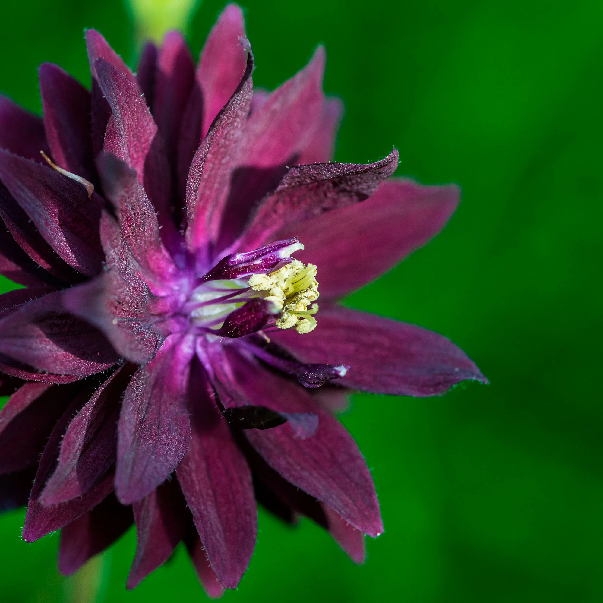 6x Aquilegia 'Black Barlow' noir Résistant au froid - Image 2