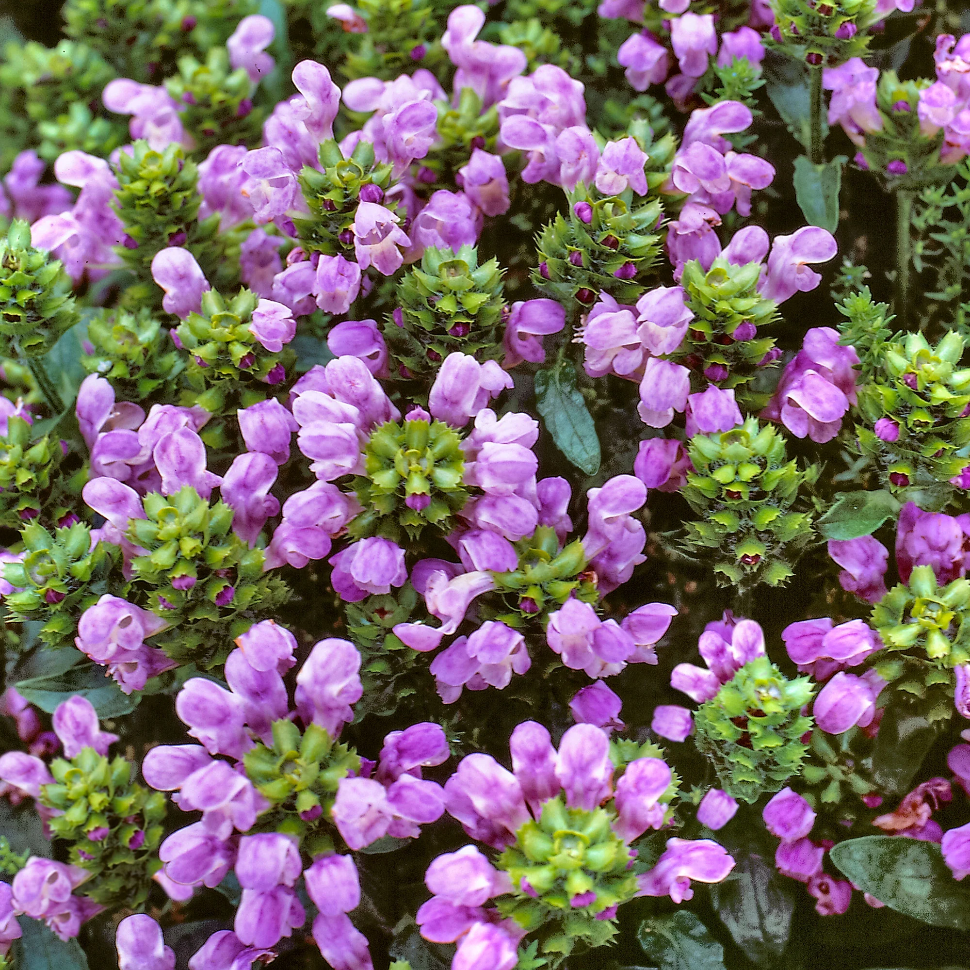 6x Brunelle Prunella grandiflora violet - Image 3