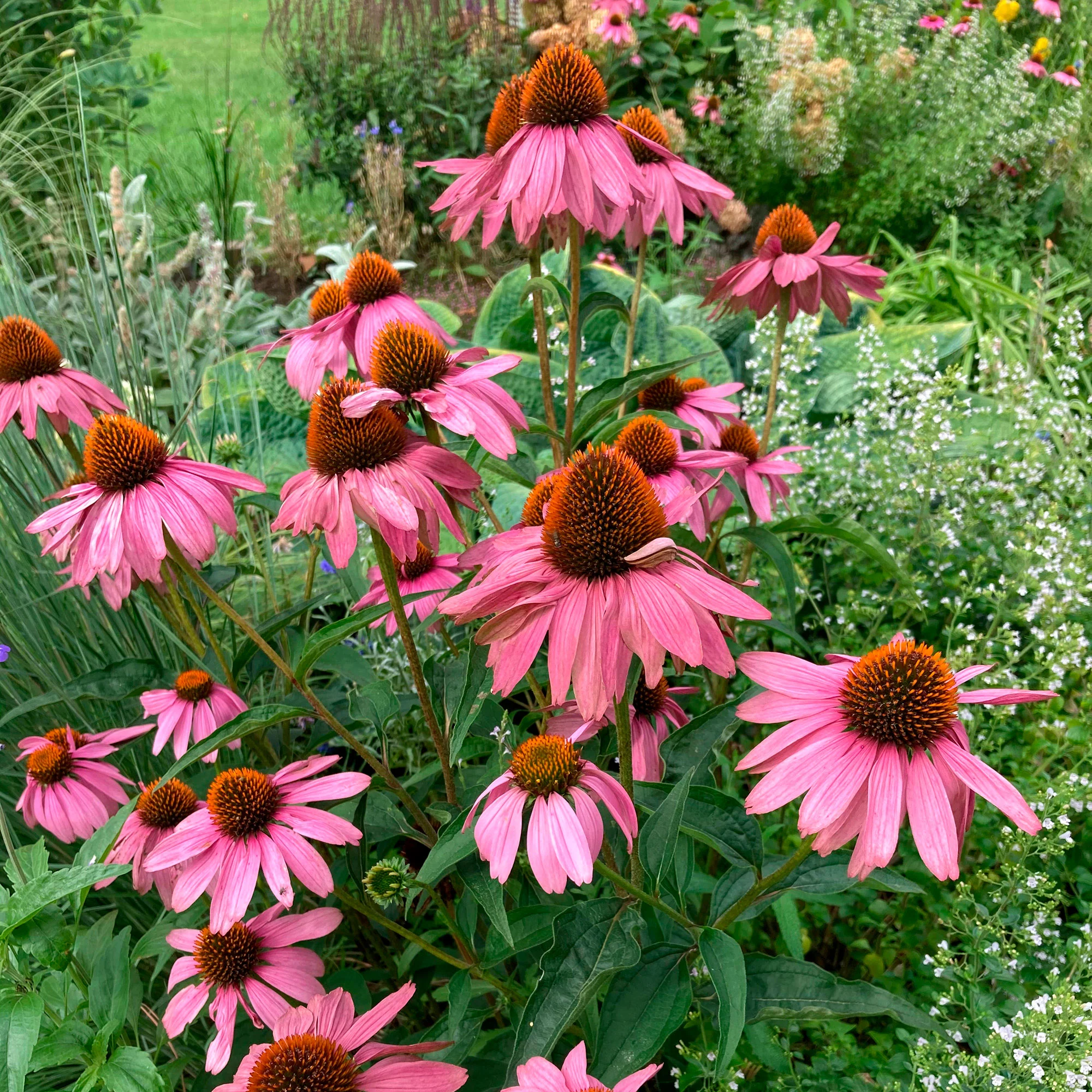 6x Campanule Echinacea 'Magnus' rose - Image 2
