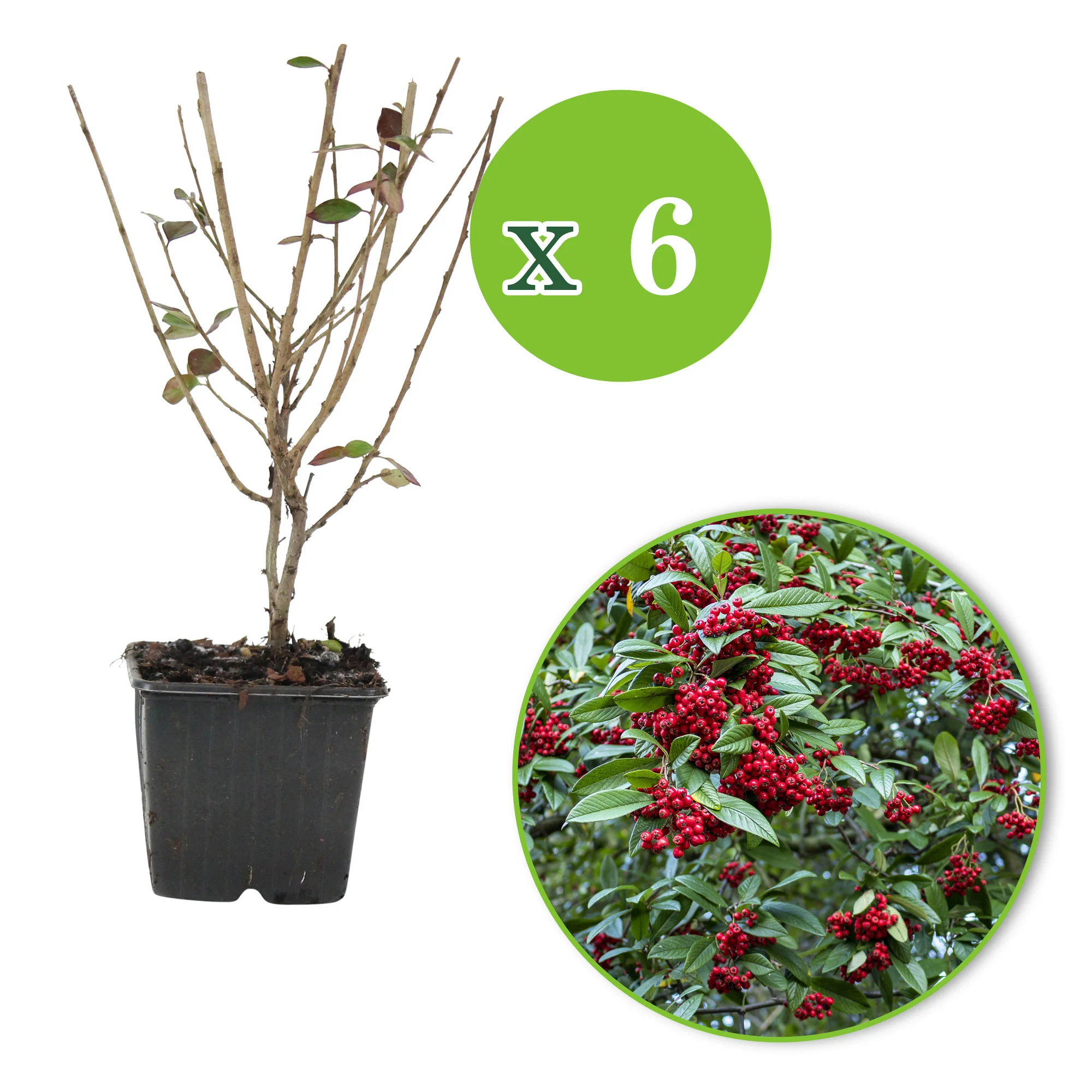 6x Cotoneaster simonsii - Image 2