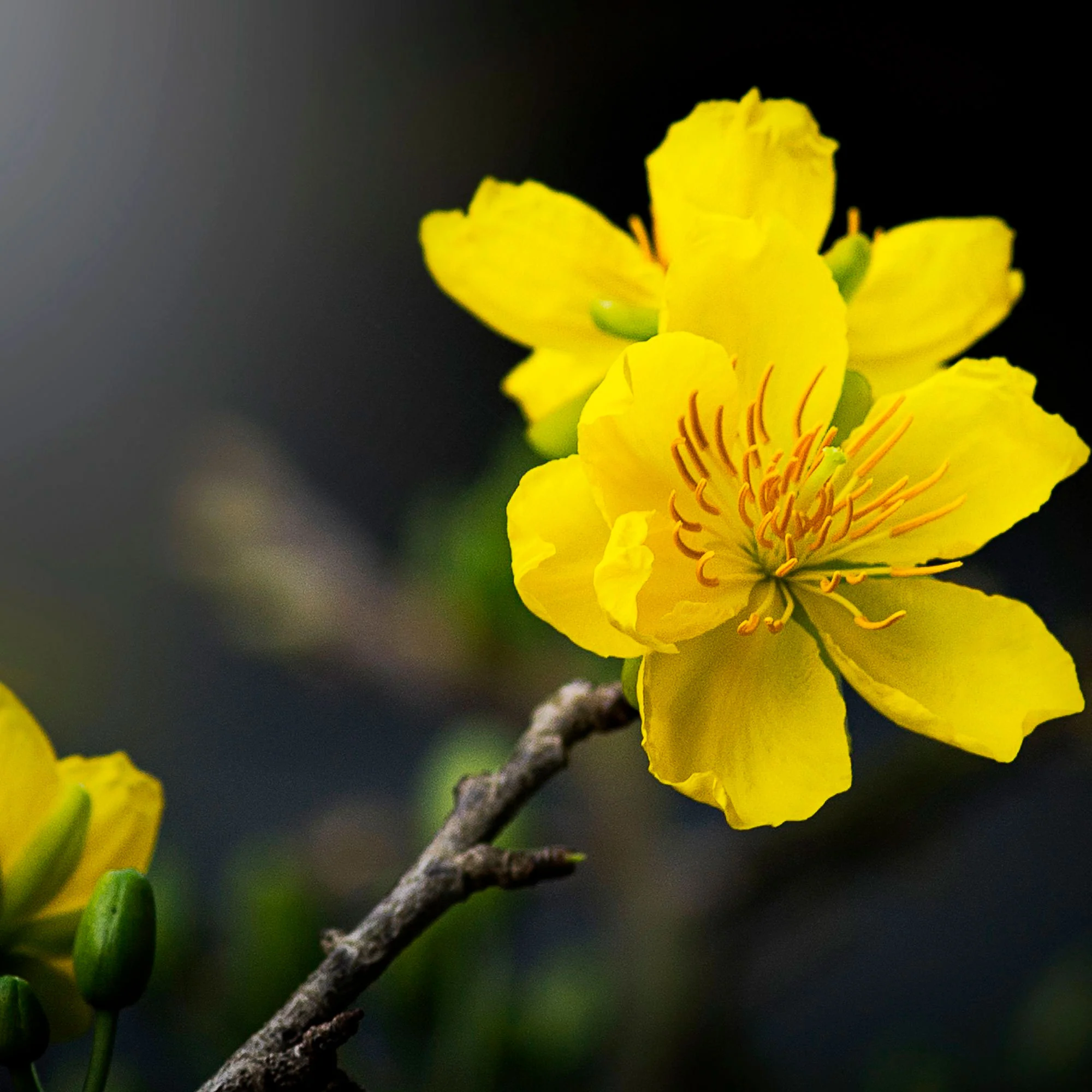 6x Couvre-sol - Faux fraisier jaune Waldsteinia serpyllum Waldsteinia serpyllum - Image 3