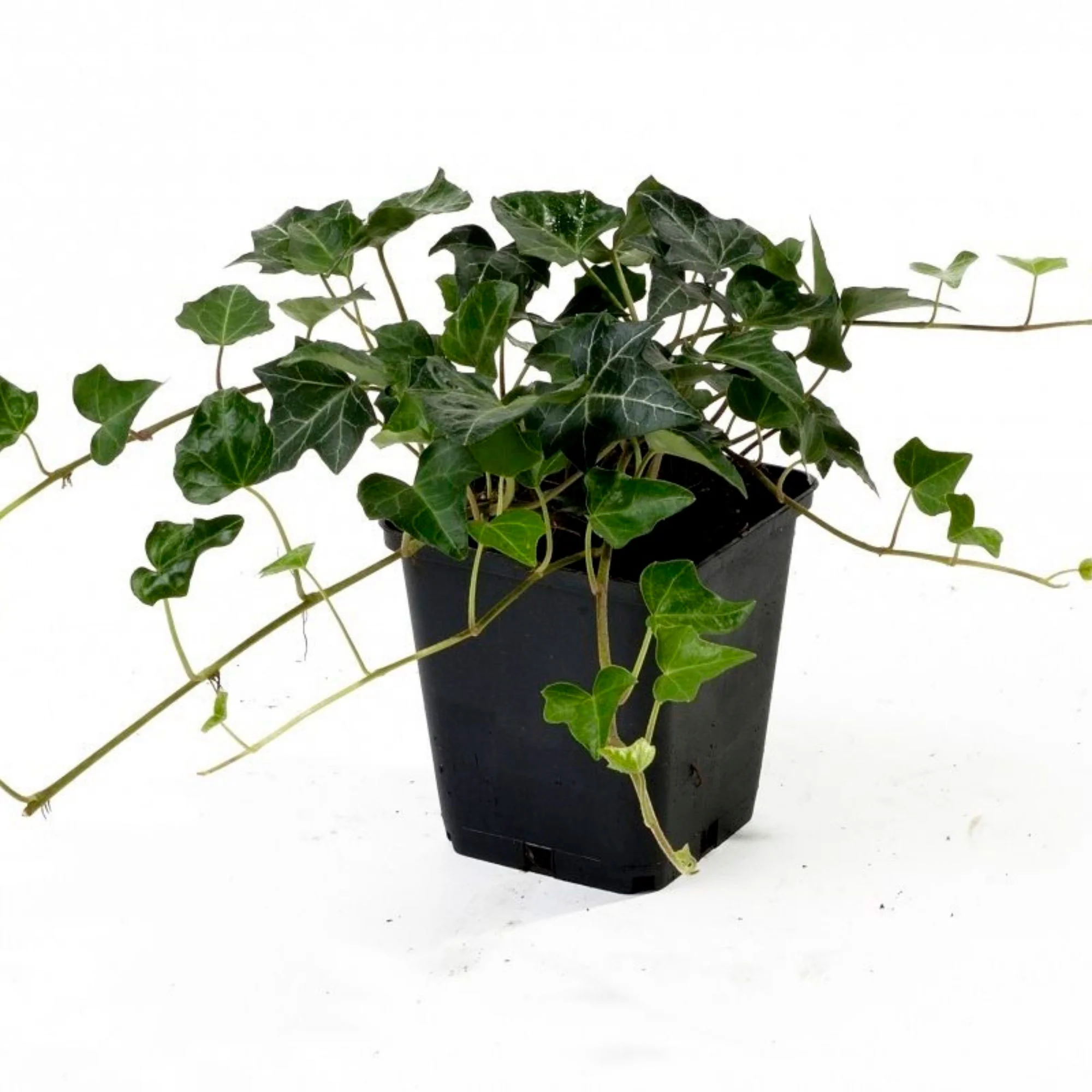 6x Couvre-sol - Hedera hibernica