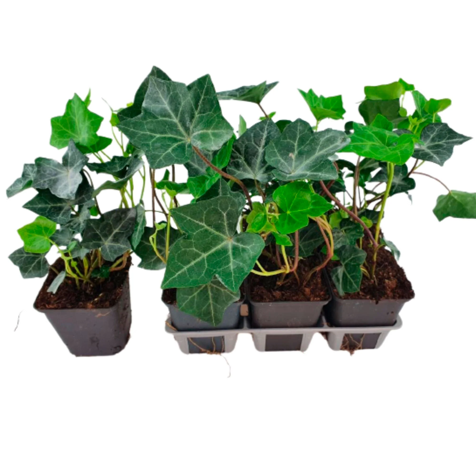 6x Couvre-sol - Hedera hibernica - Image 3