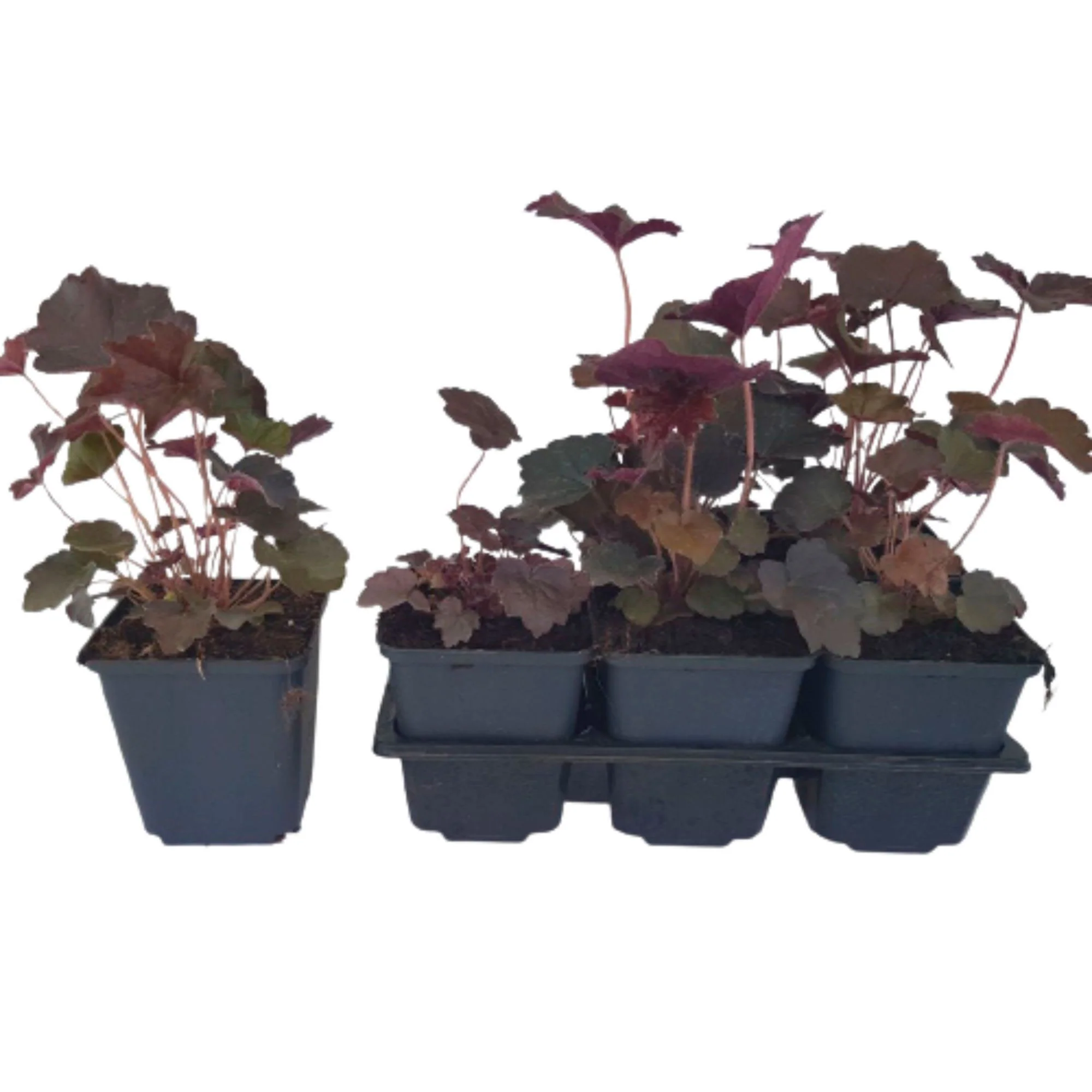 6x Couvre-sol - Heuchère pourpre Heuchera 'Palace Purple' 'Palace Purple'