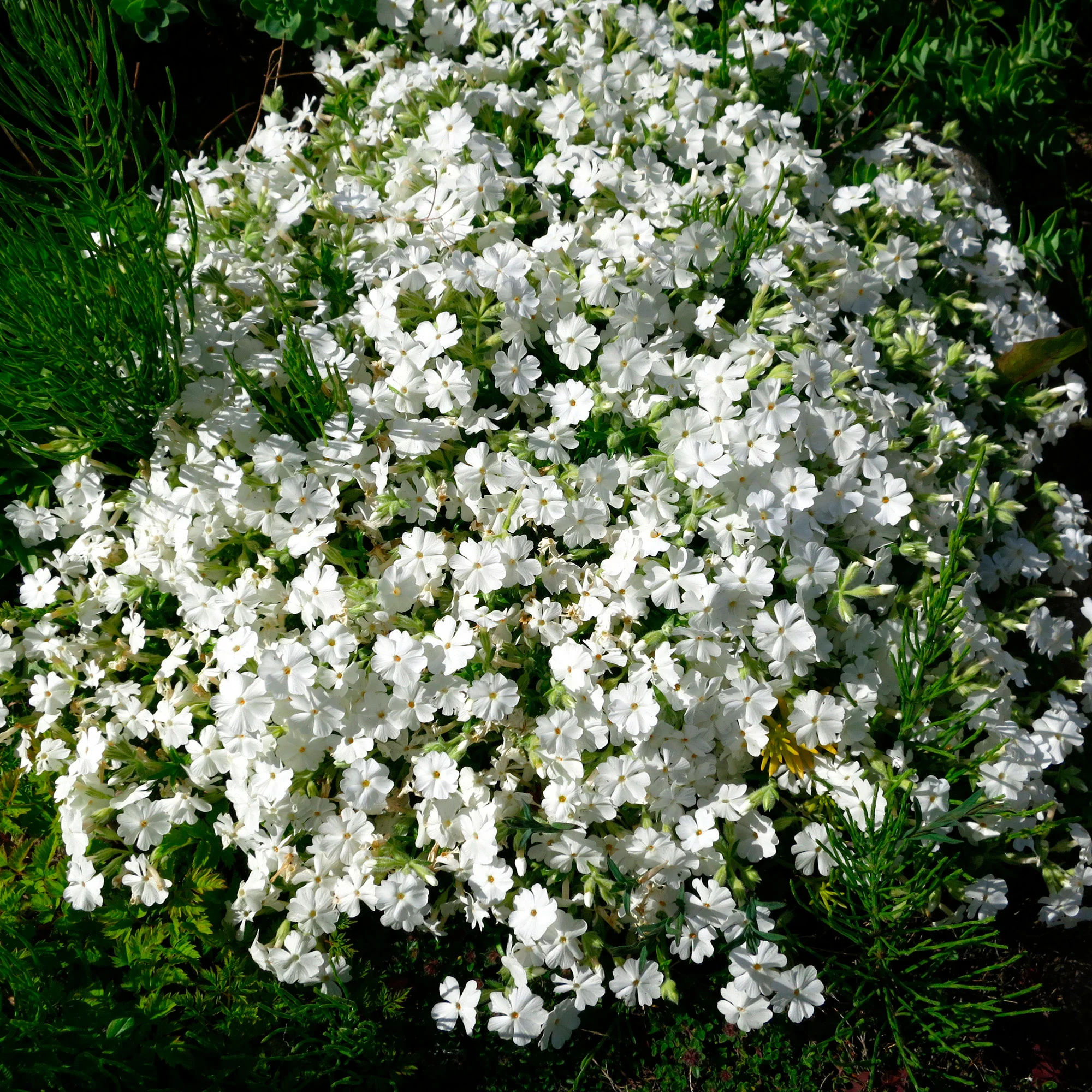 6x Couvre-sol - Phlox mousse subulata blanc