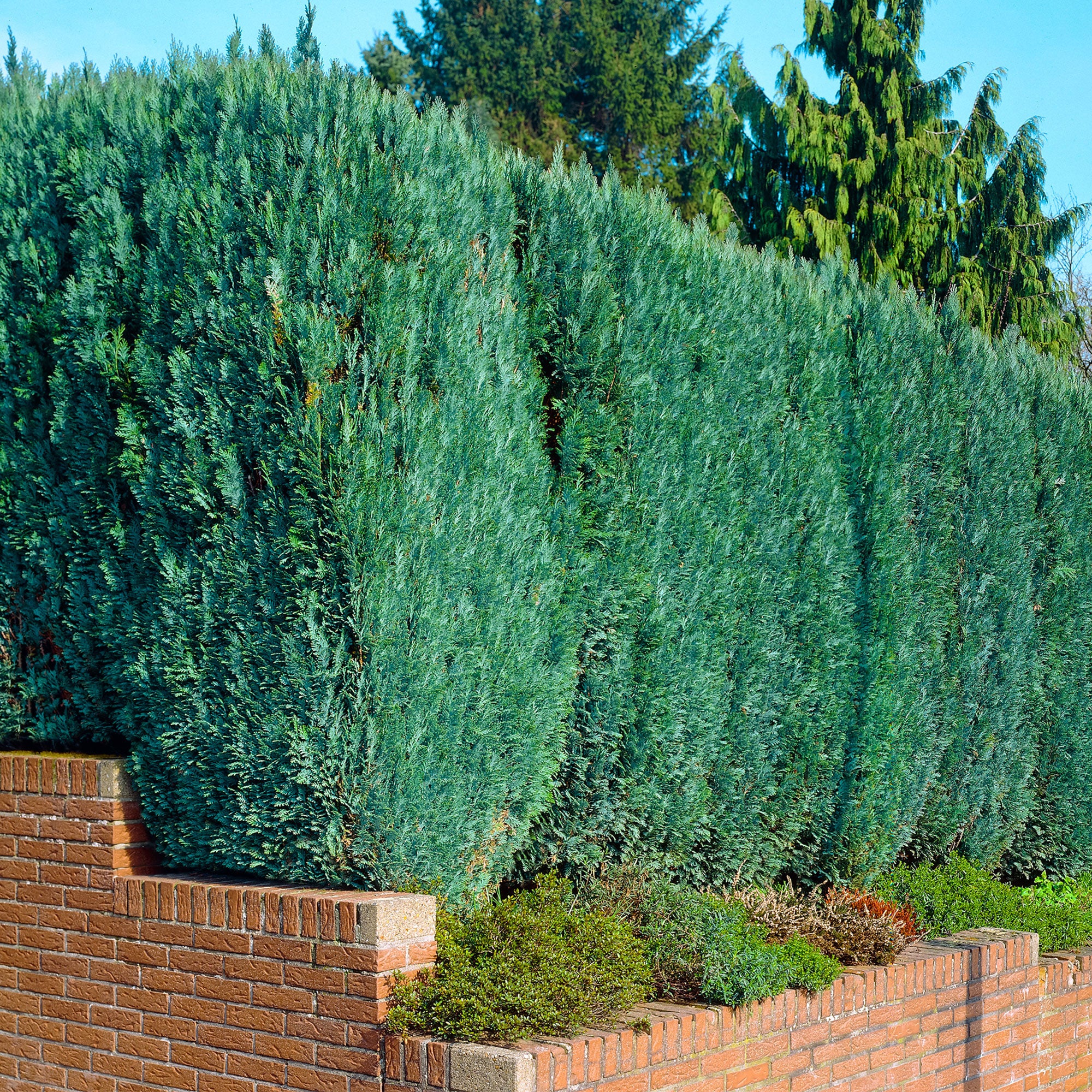 6x Cyprès de Lawson Chamaecyparis 'Columnaris' - Plants à racines nues