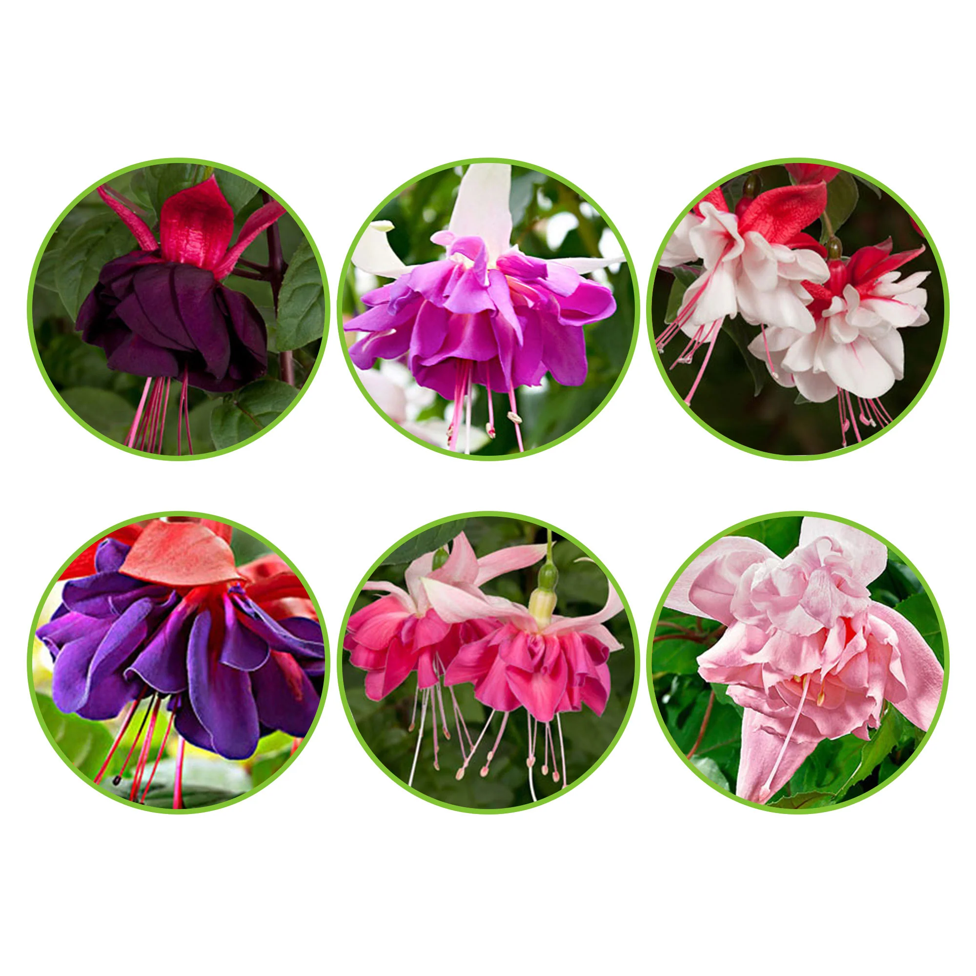 6x Doubles fleurs Fuchsia - Mélange 'All in One' - Image 2
