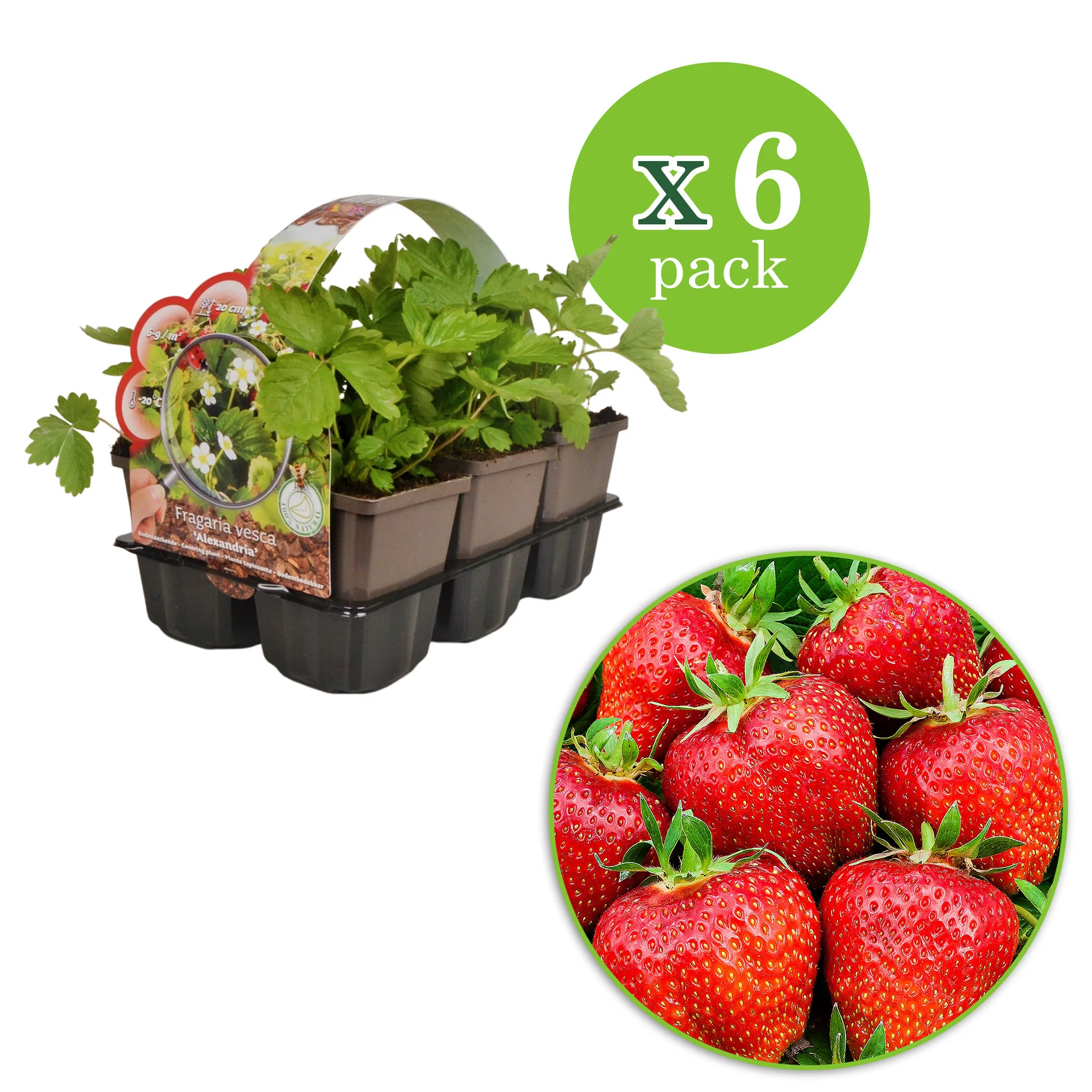 6x Fraise Fragaria 'Ostara' - Biologique en pot - Image 2