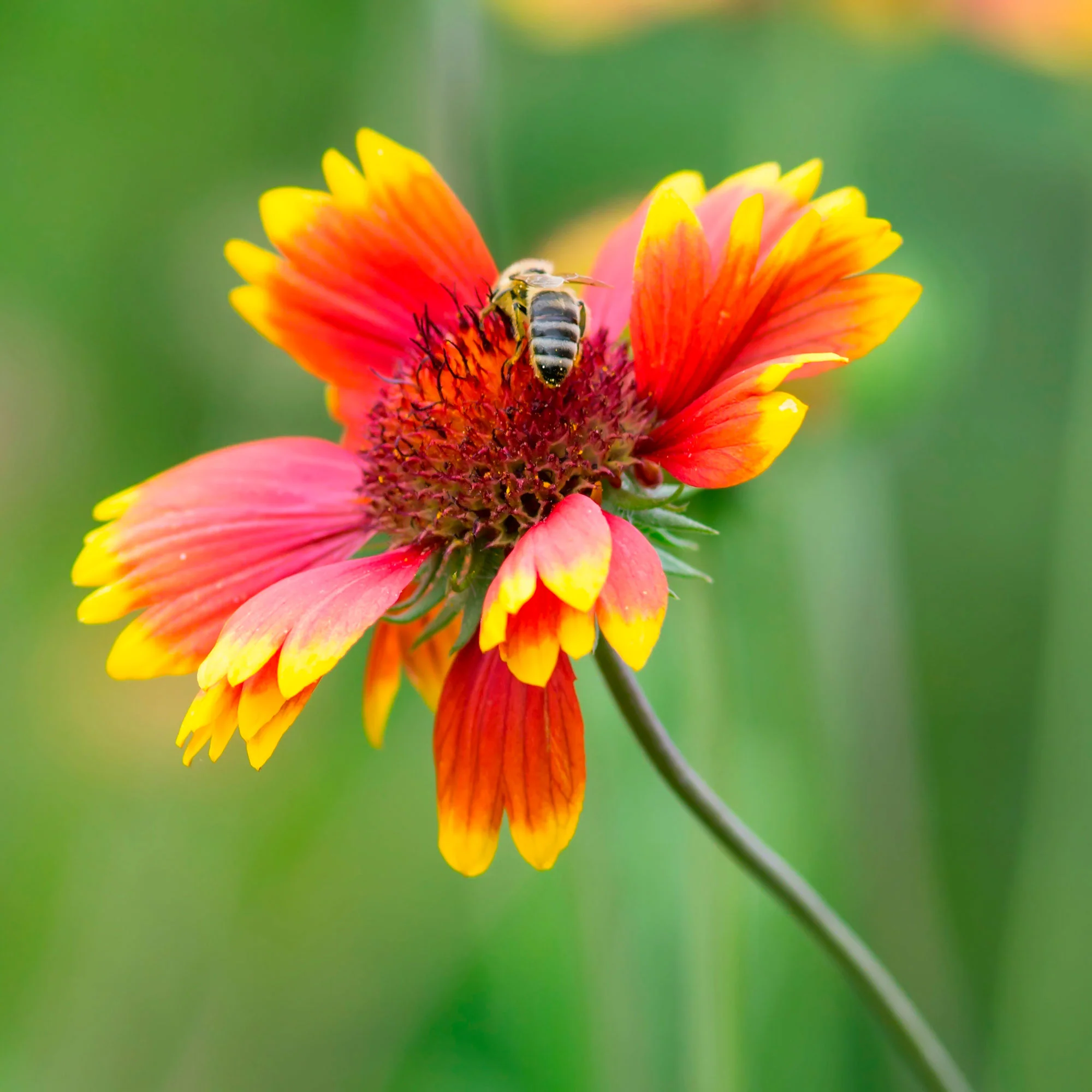 6x Gaillardia 'Kobold' orangé-jaune Kobold - Image 2