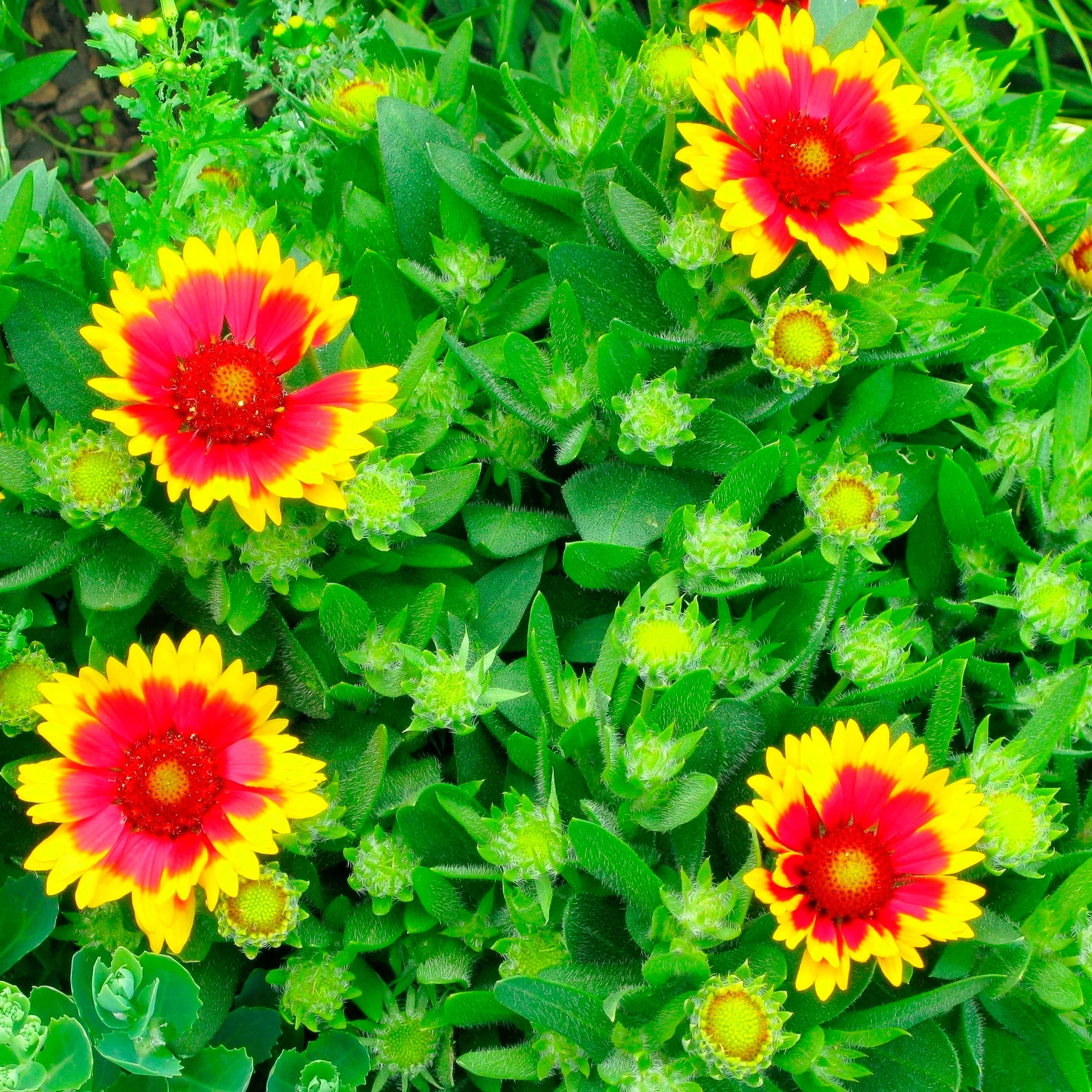 6x Gaillardia 'Kobold' orangé-jaune Kobold - Image 3