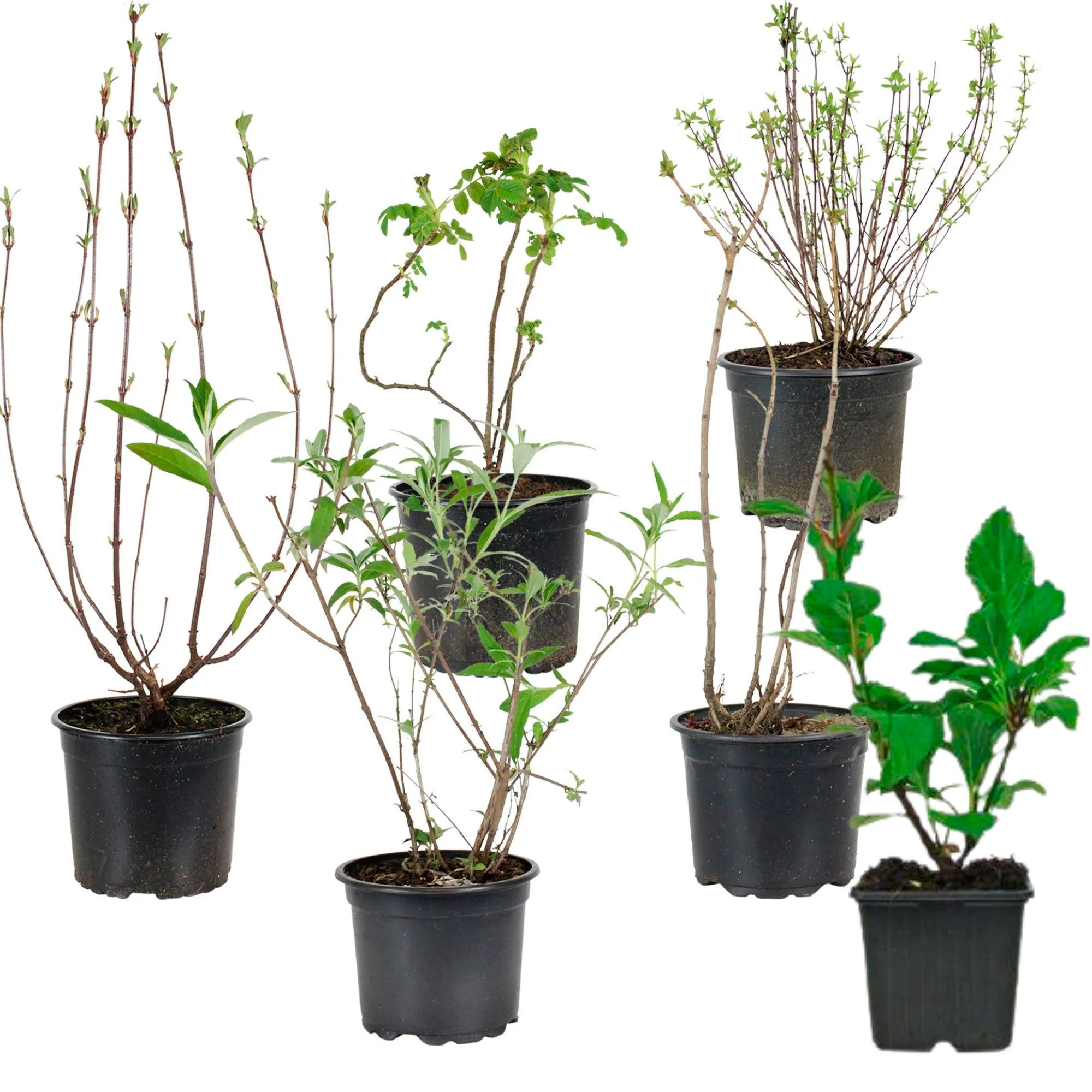 6x Haie parfumée  Mélange Rustique - Image 2